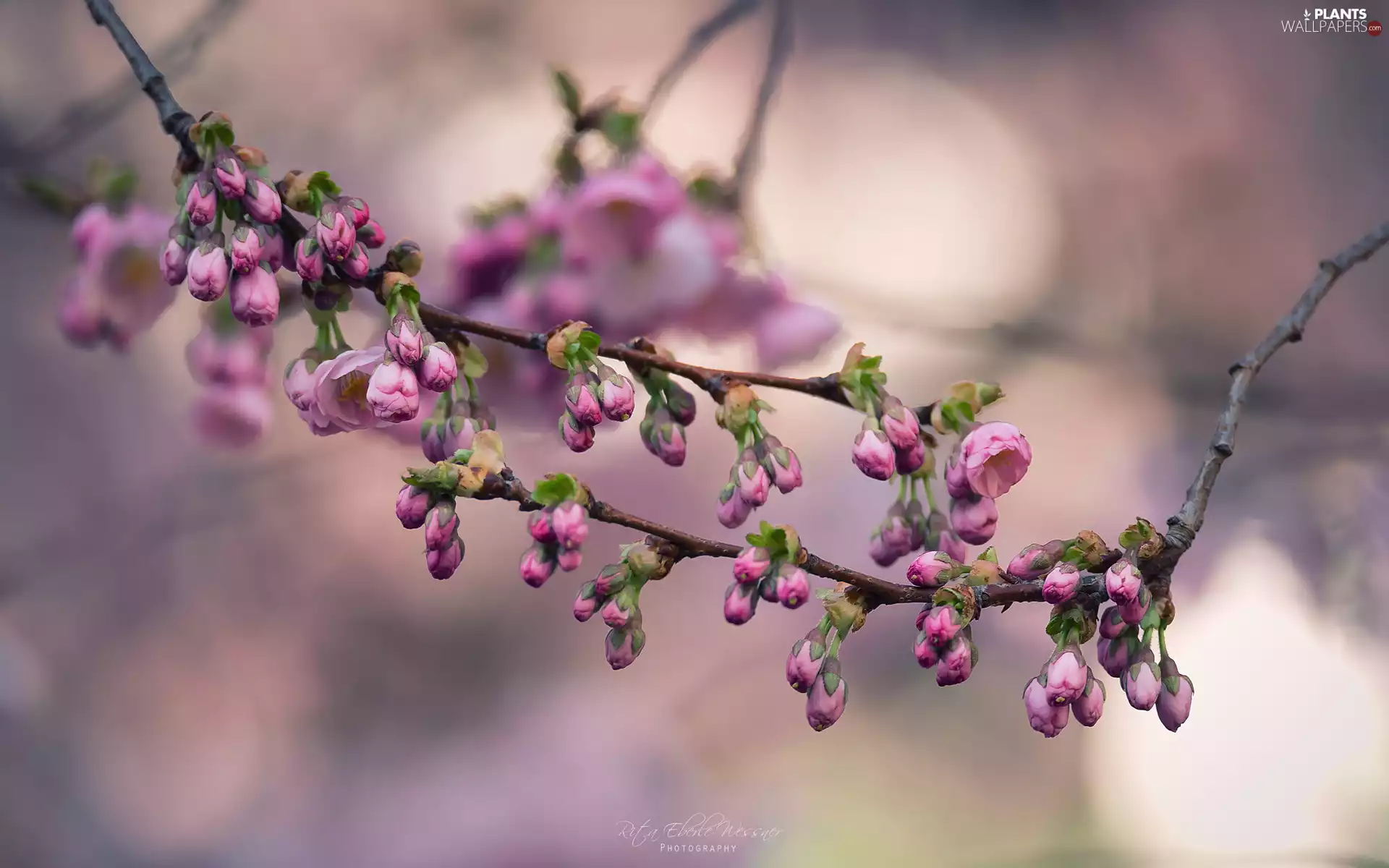 twig, Fruit Tree, Flowers, Buds, Pink, Japanese Cherry