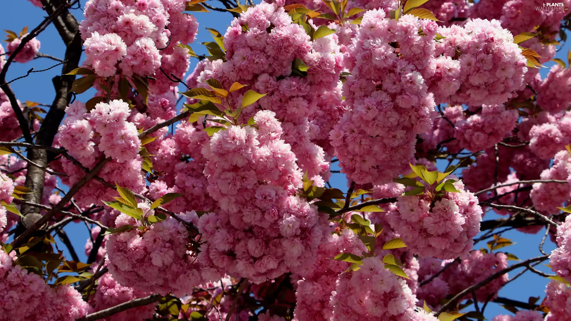 Flowers, Twigs, Japanese Cherry, Fruit Tree