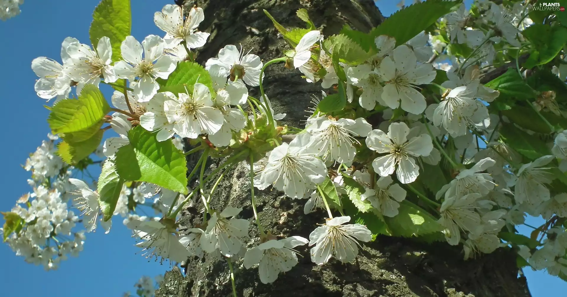 fruit, cherry, trees, viewes, nature