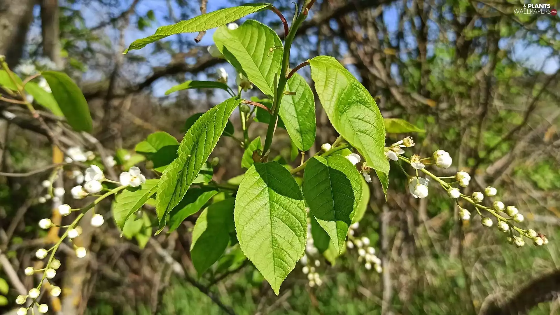 Buds, leaves, Bird Cherry, White, twig