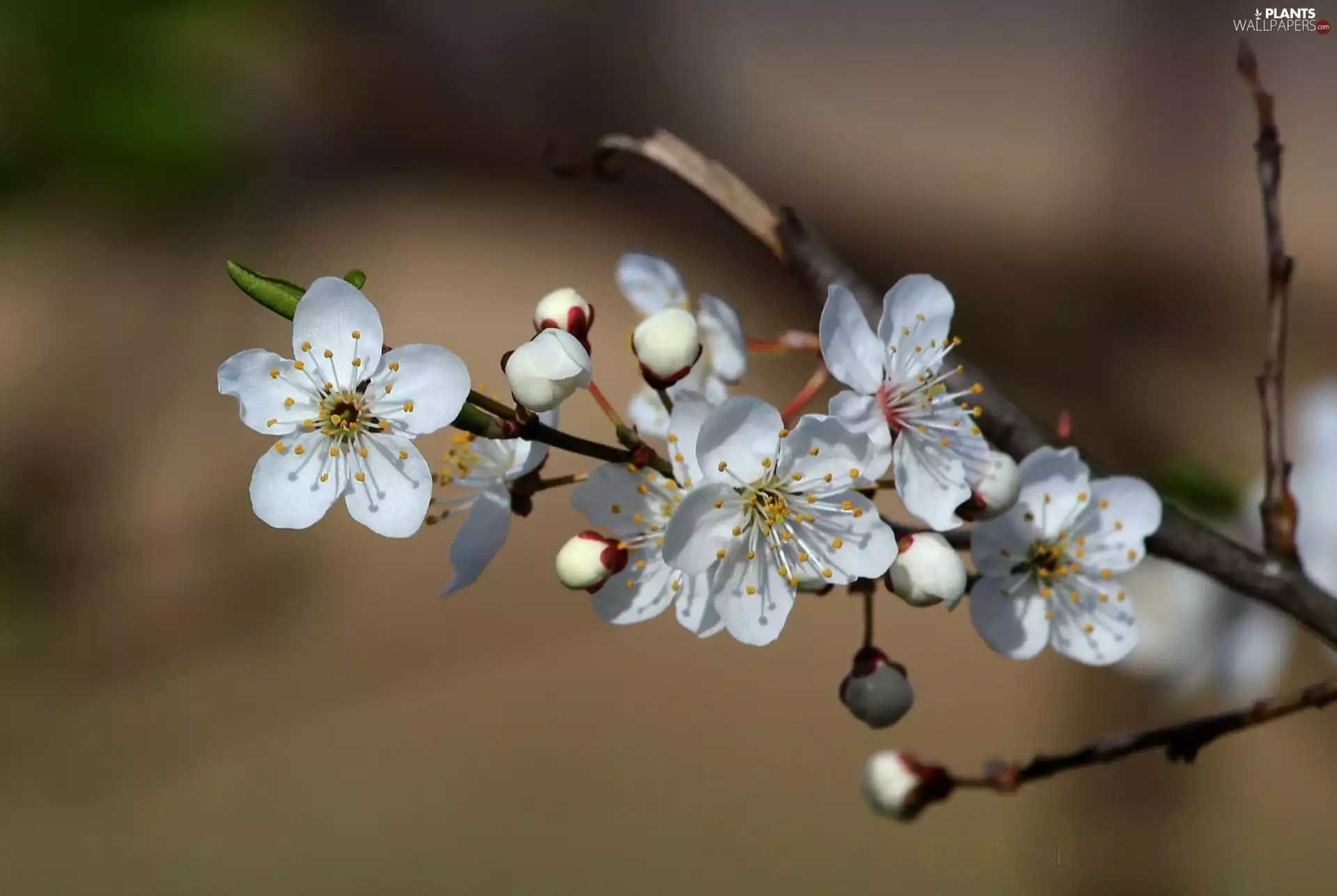 cherry, Flowers, twig