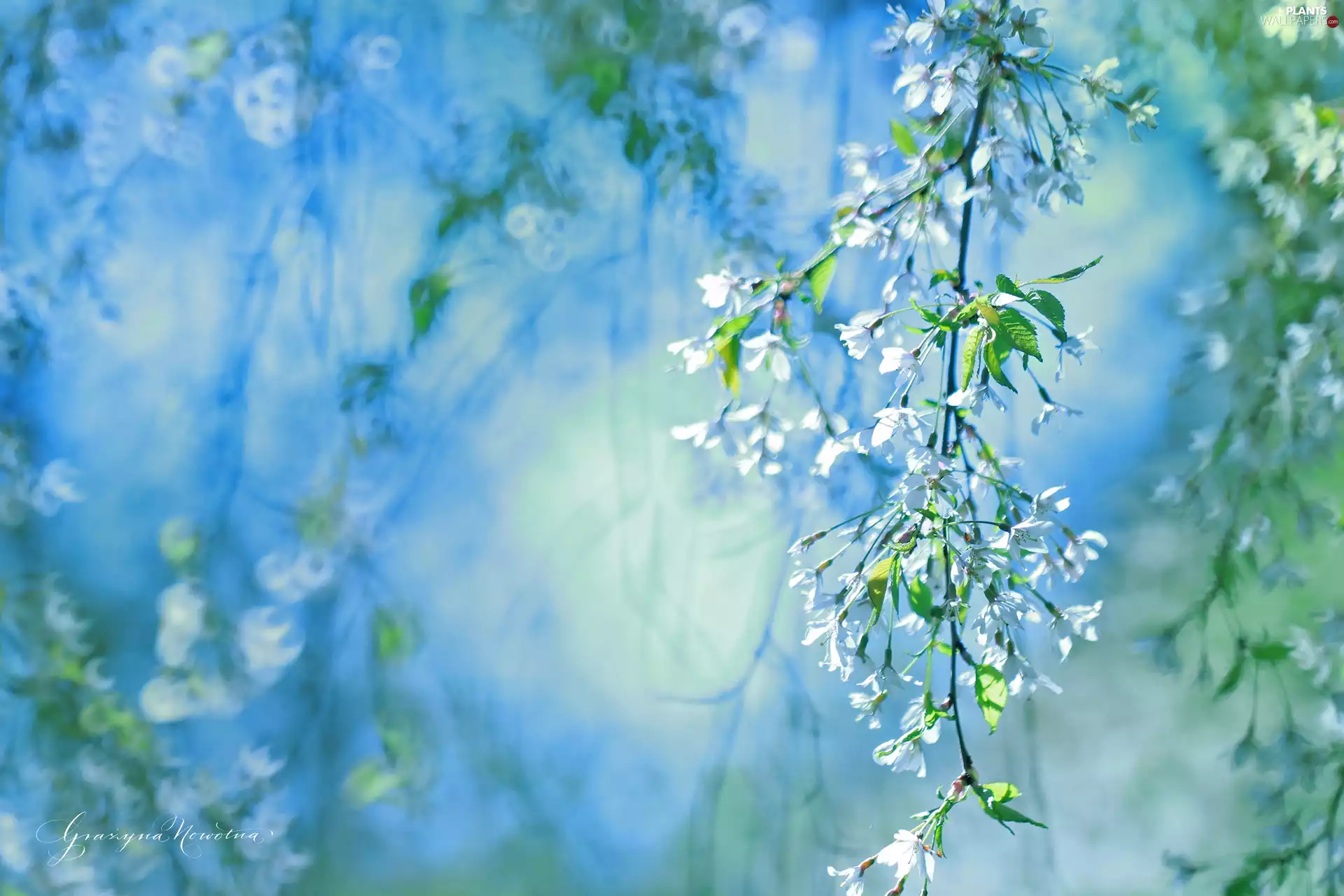 Twigs, White, Flowers, cherry