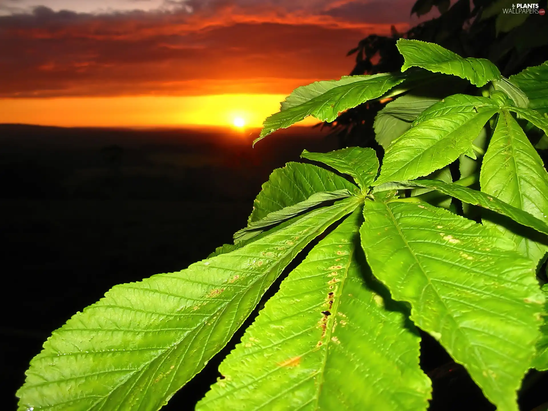 east, leaf, chestnut, sun