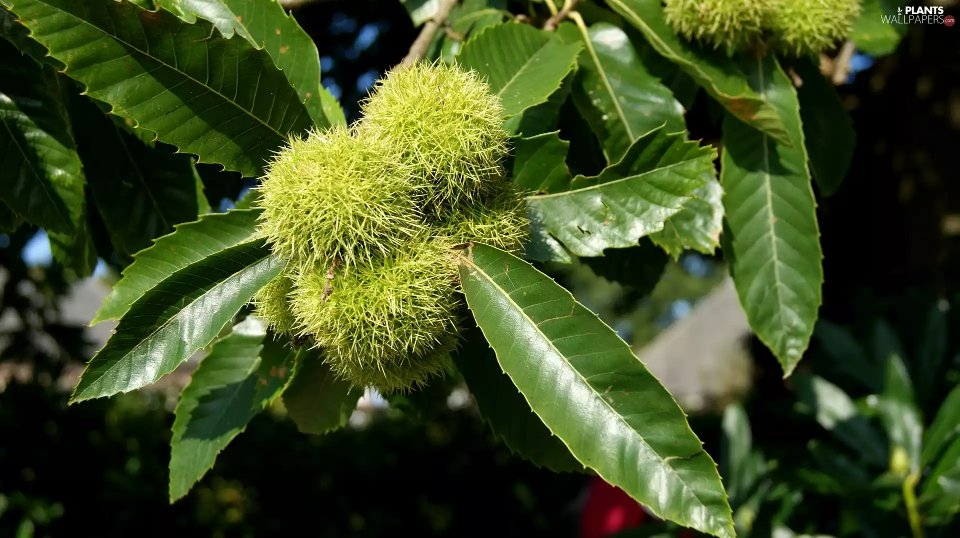 chestnut, edible