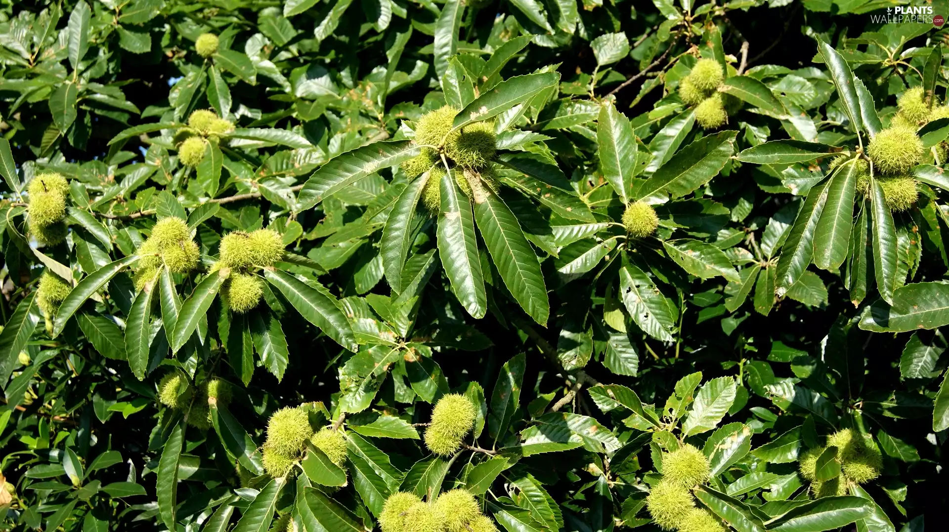 chestnut, edible