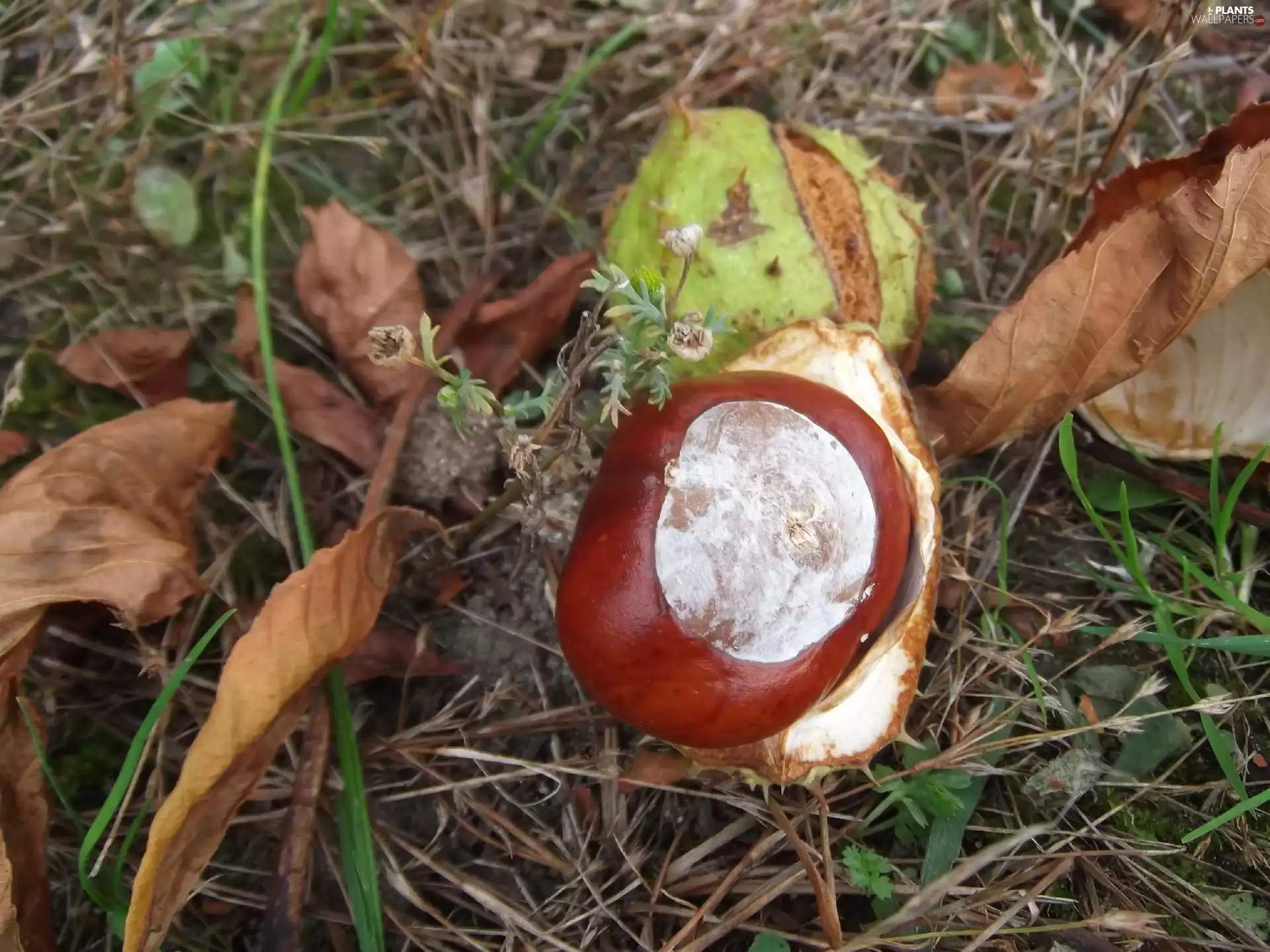 chestnut, mature, fruit