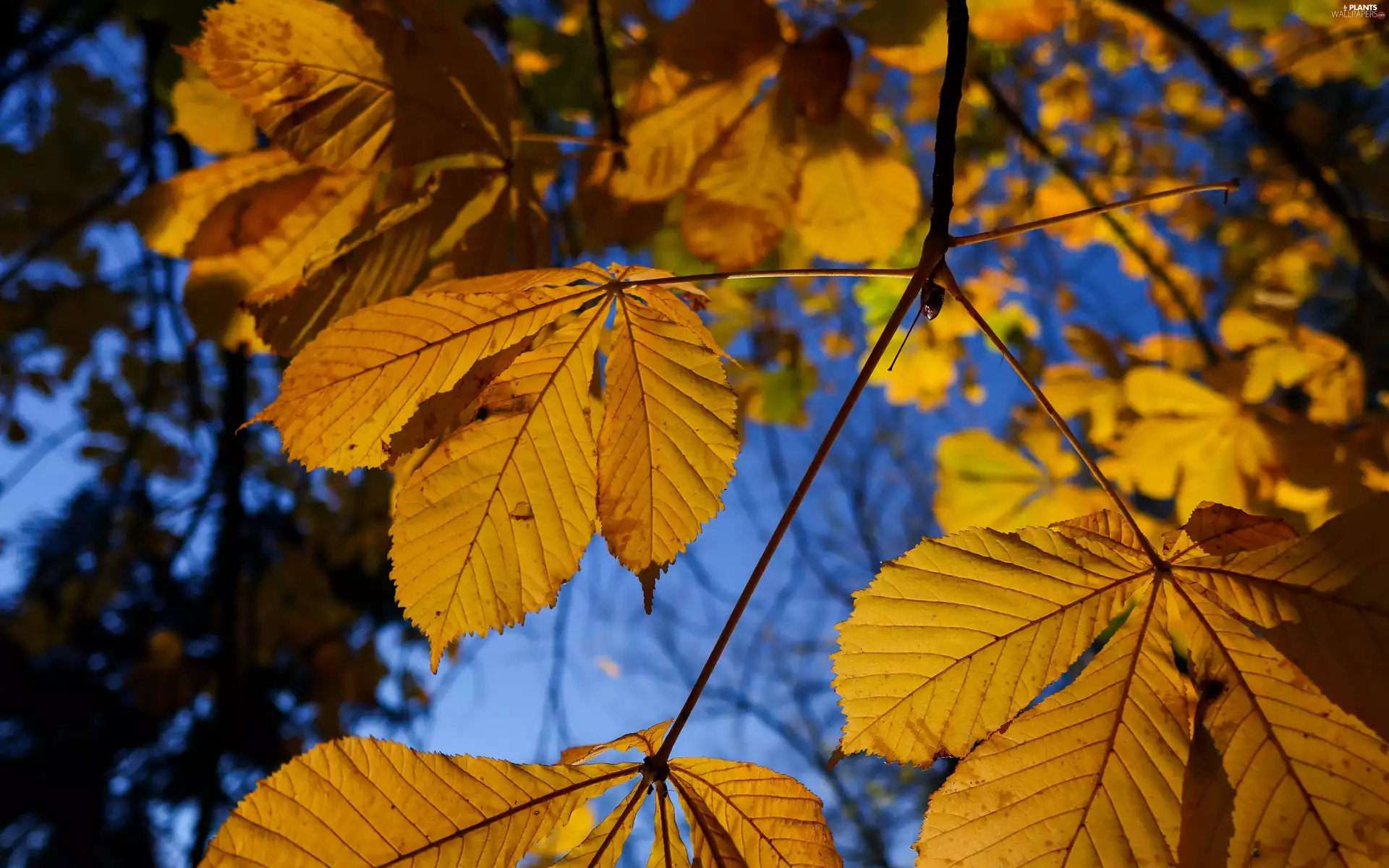 chestnut, Yellow, Leaf