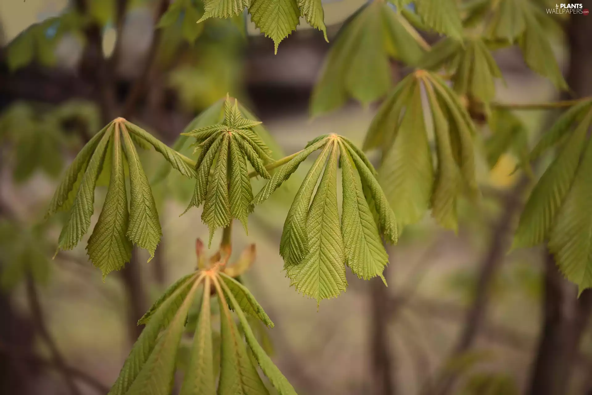 chestnut, young, Leaf