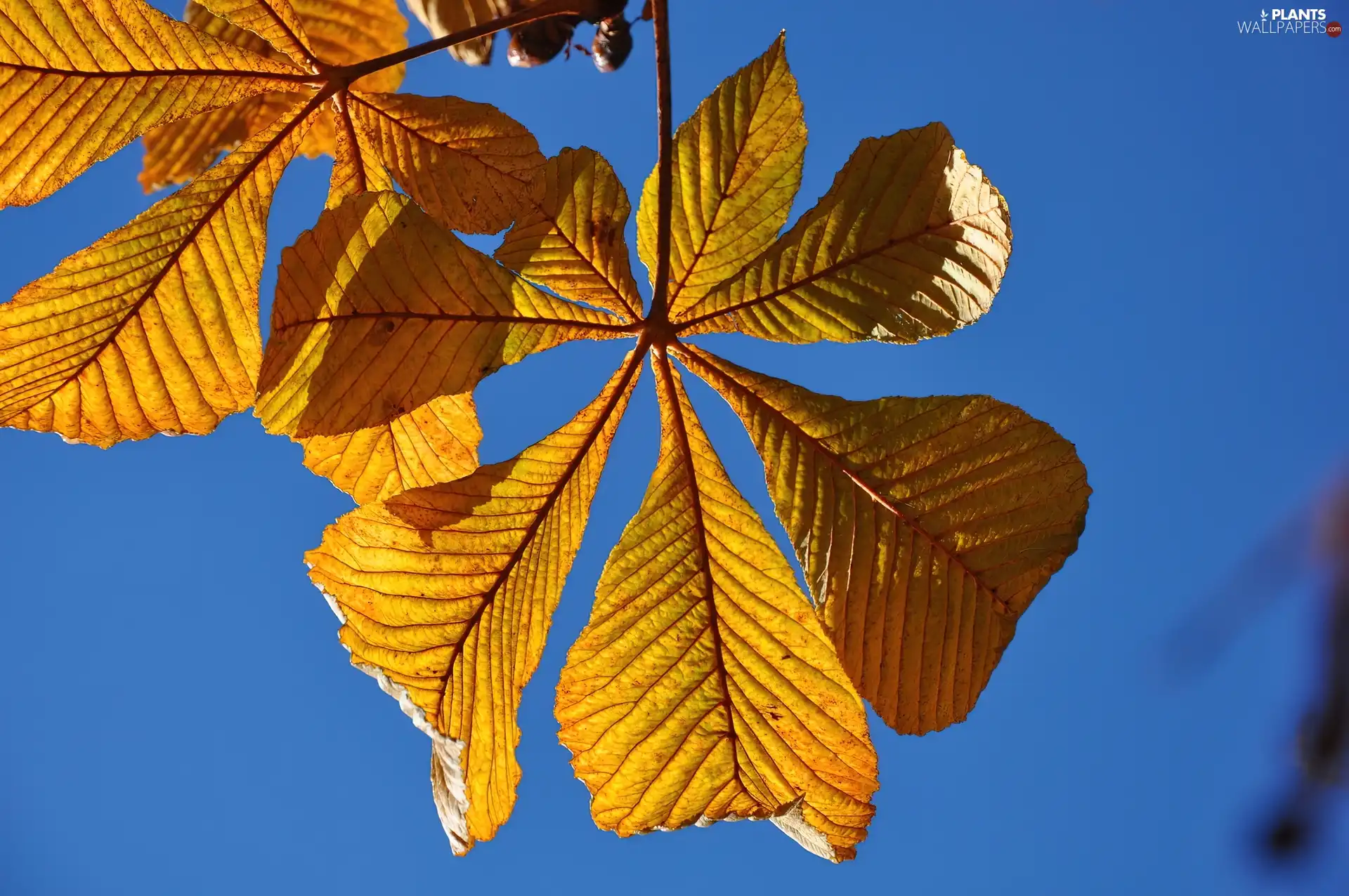 Leaf, chestnut