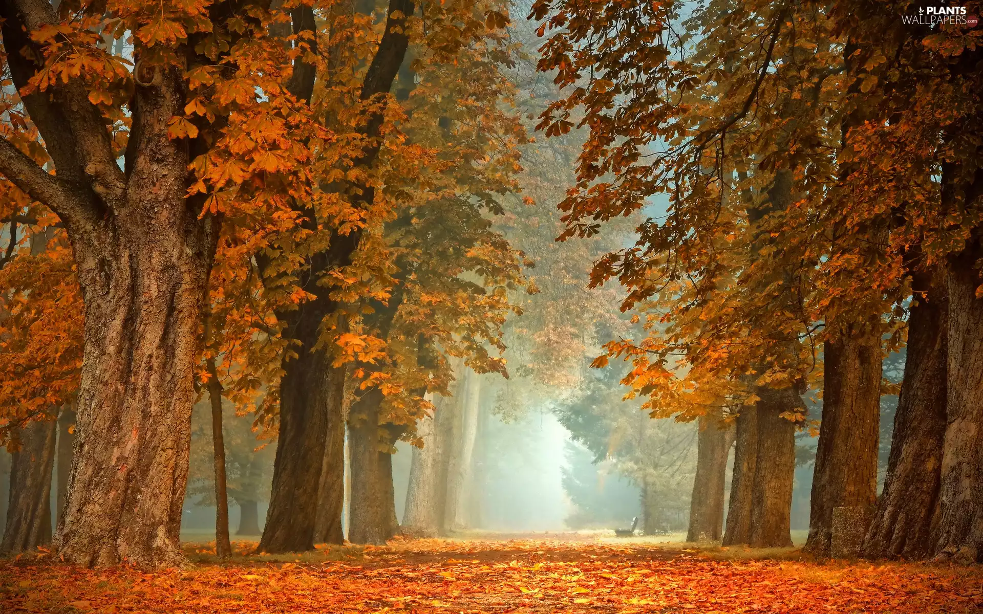 Bench, viewes, Park, chestnut, trees, Fog, autumn