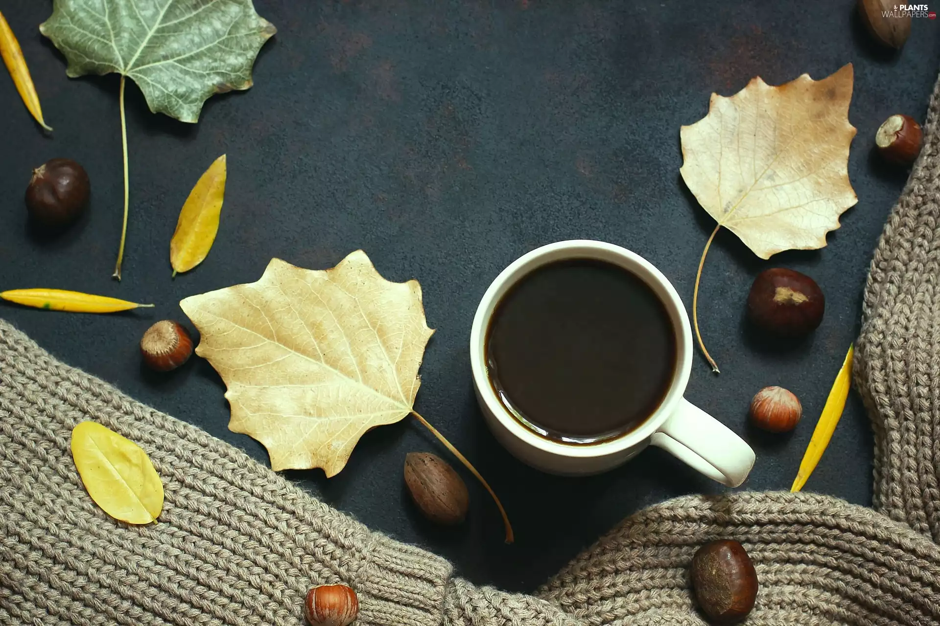 nuts, Leaf, cup, chestnuts, sweater, hazelnuts, coffee