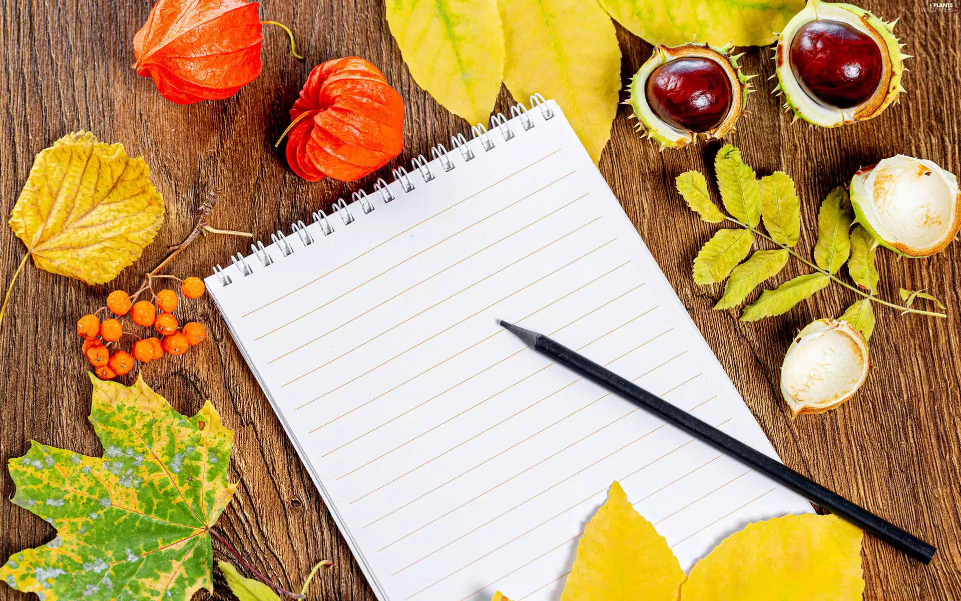 chestnuts, Leaf, composition, physalis, autumn, pencil, note-book, board