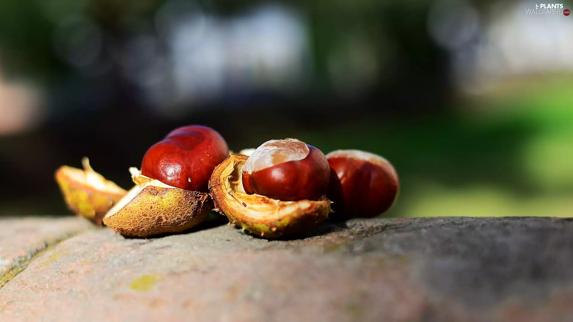 Three, cracked, skin, chestnuts