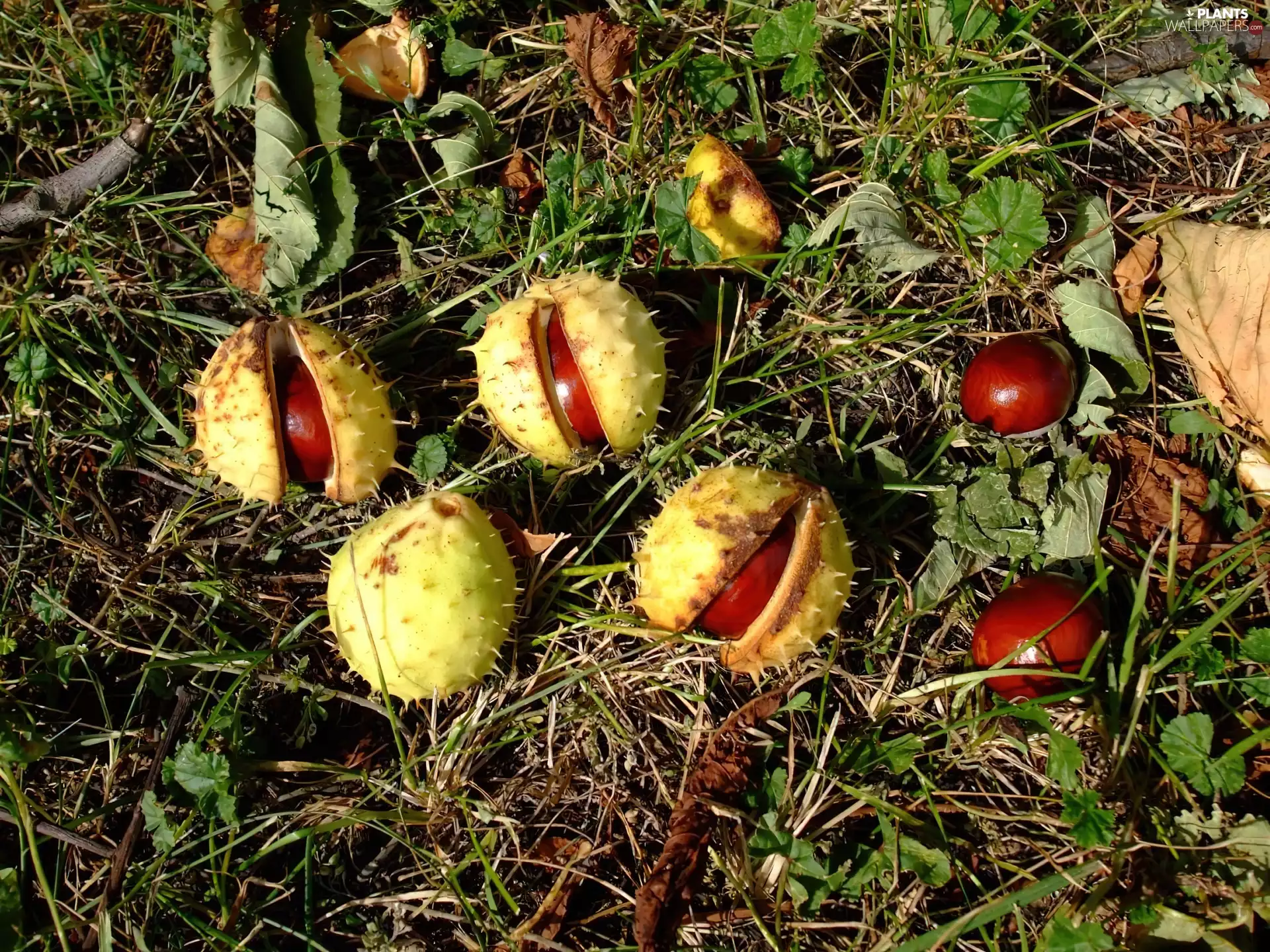 chestnuts