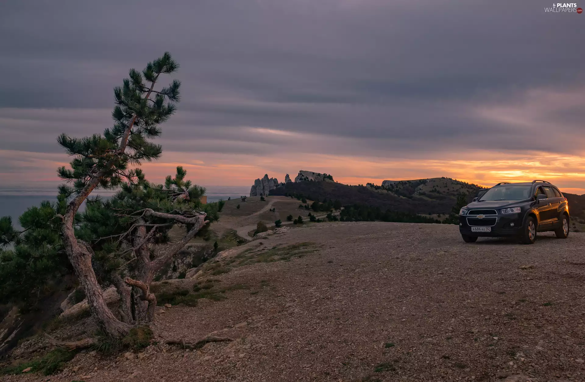 Automobile, Chevrolet, trees, pine, Hill