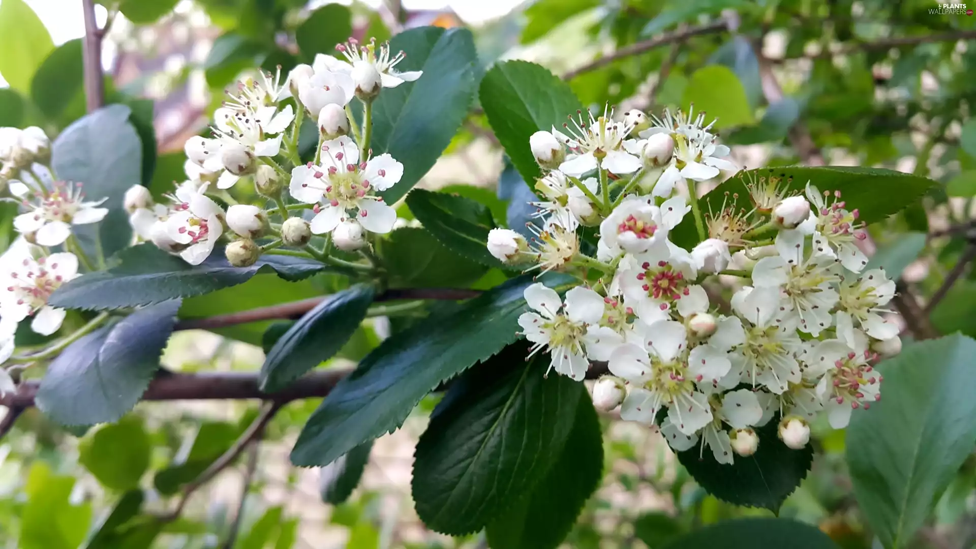 Chokeberry, Bush, Blossoming