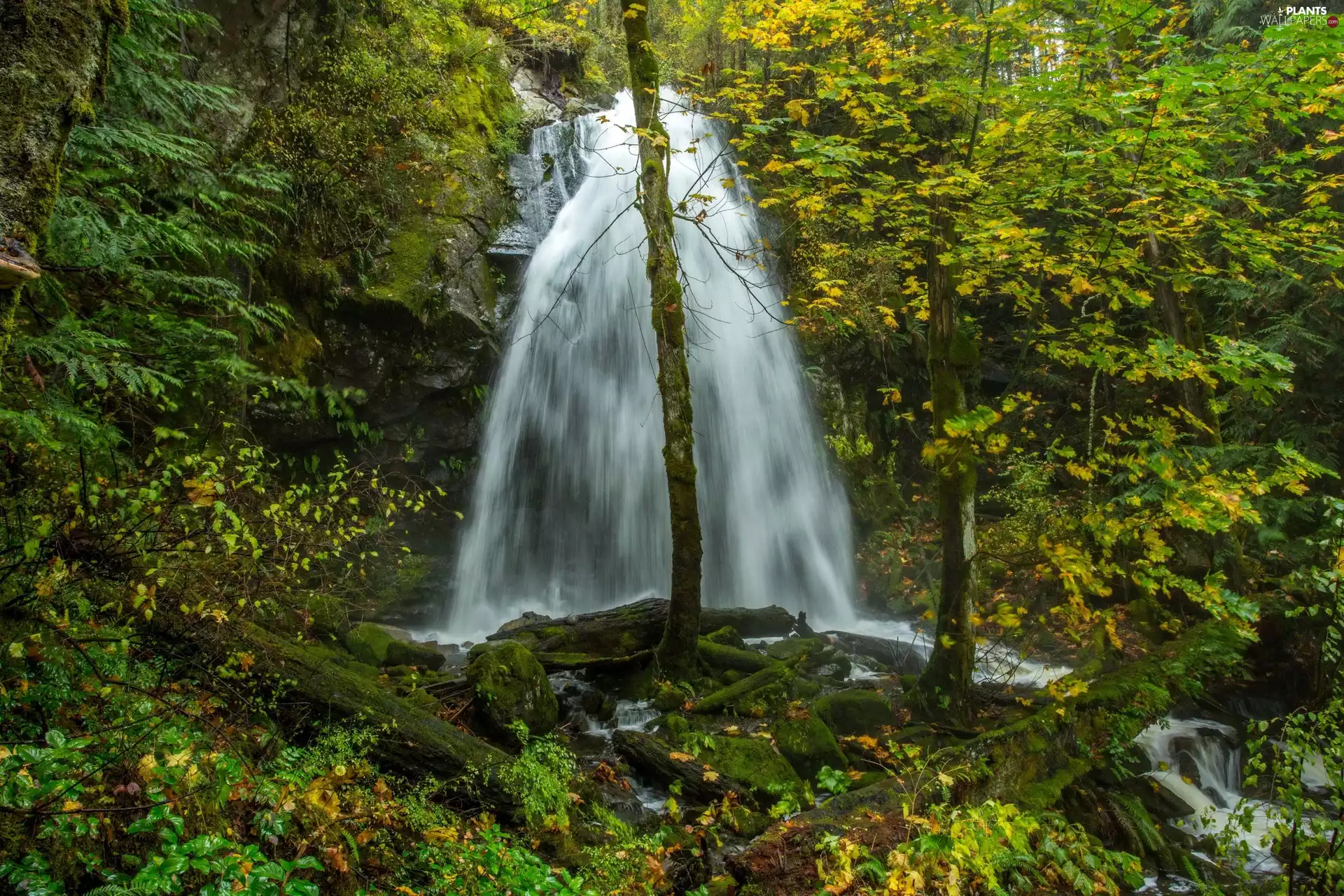 trees, viewes, Ladysmith, Christie Falls, Canada