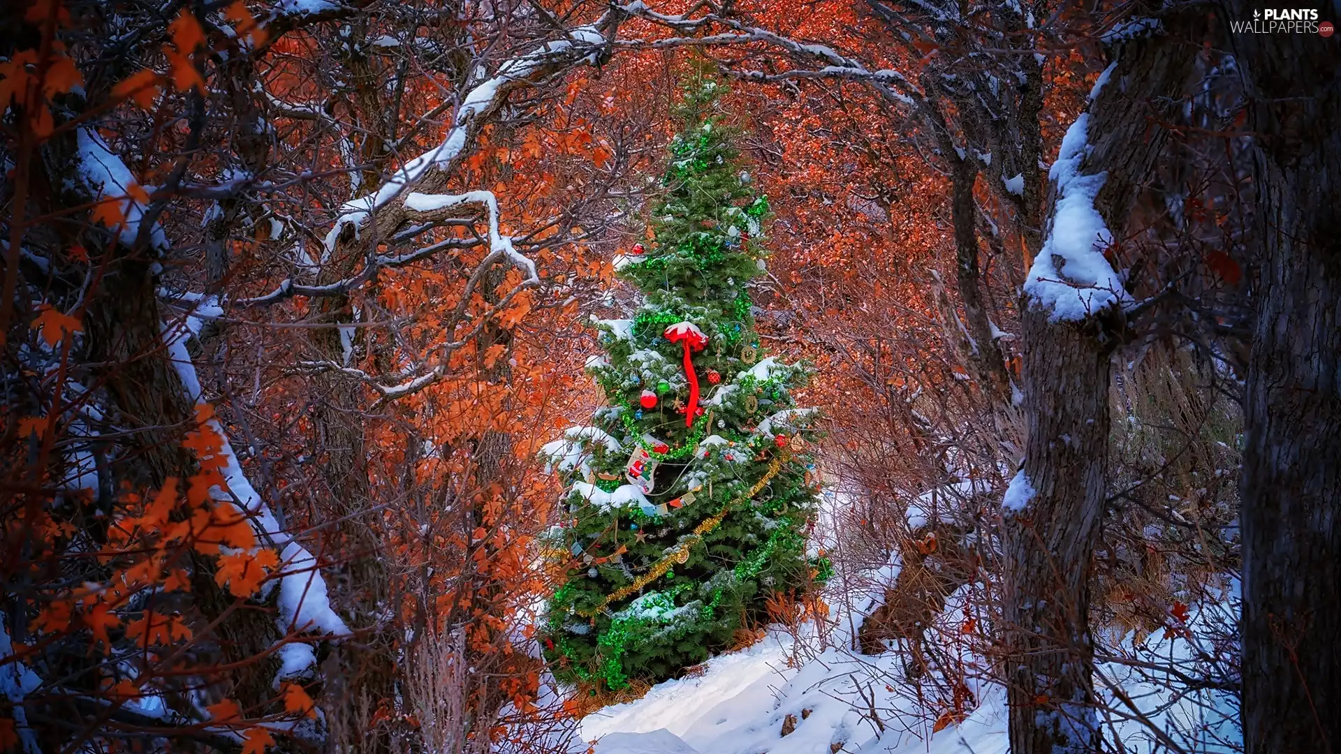 christmas tree, forest, Christmas, trees, winter, Decorated, Christmas, viewes