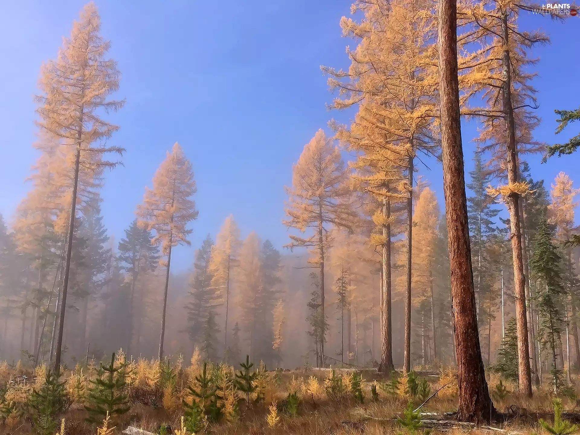 trees, forest, Tiny, Christmas, viewes, Fog
