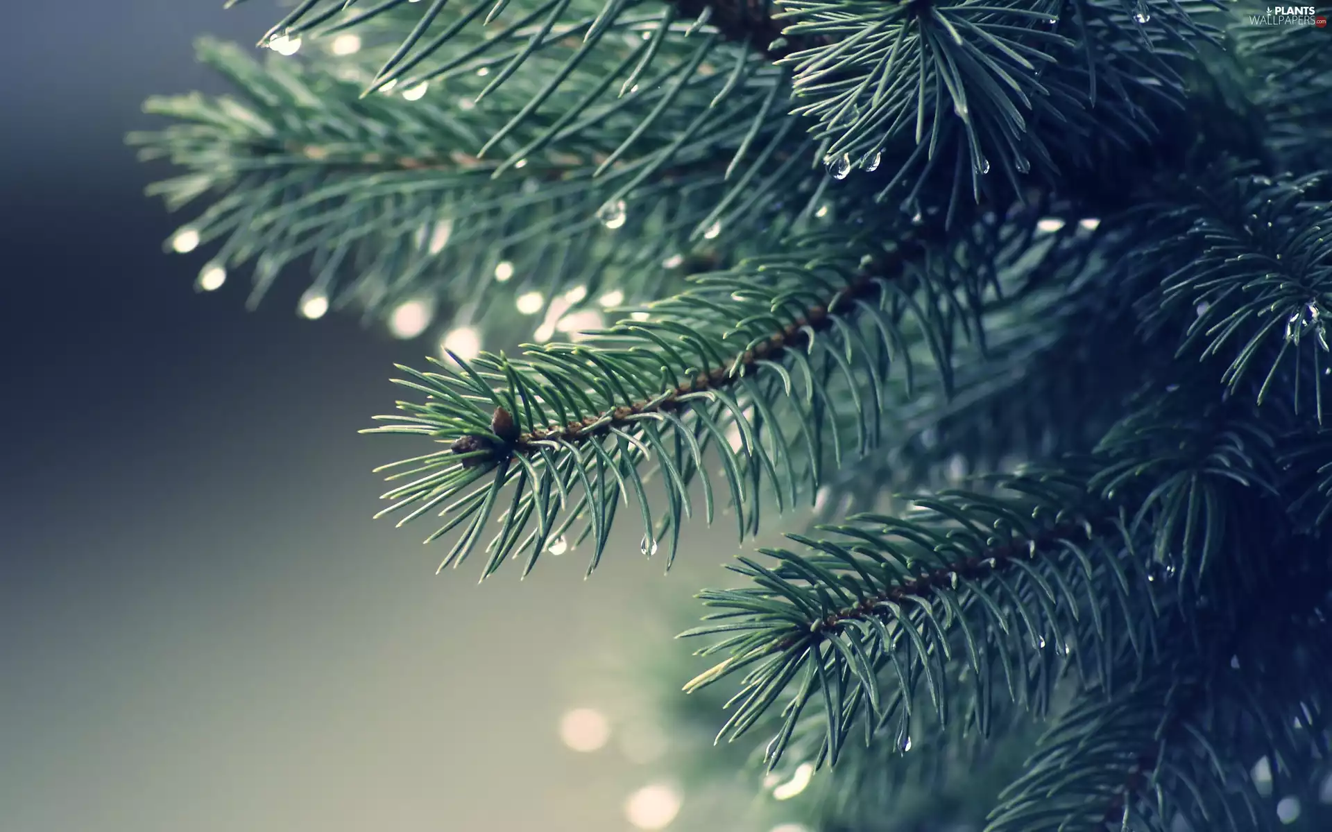 branch, christmas tree, drops, conifer