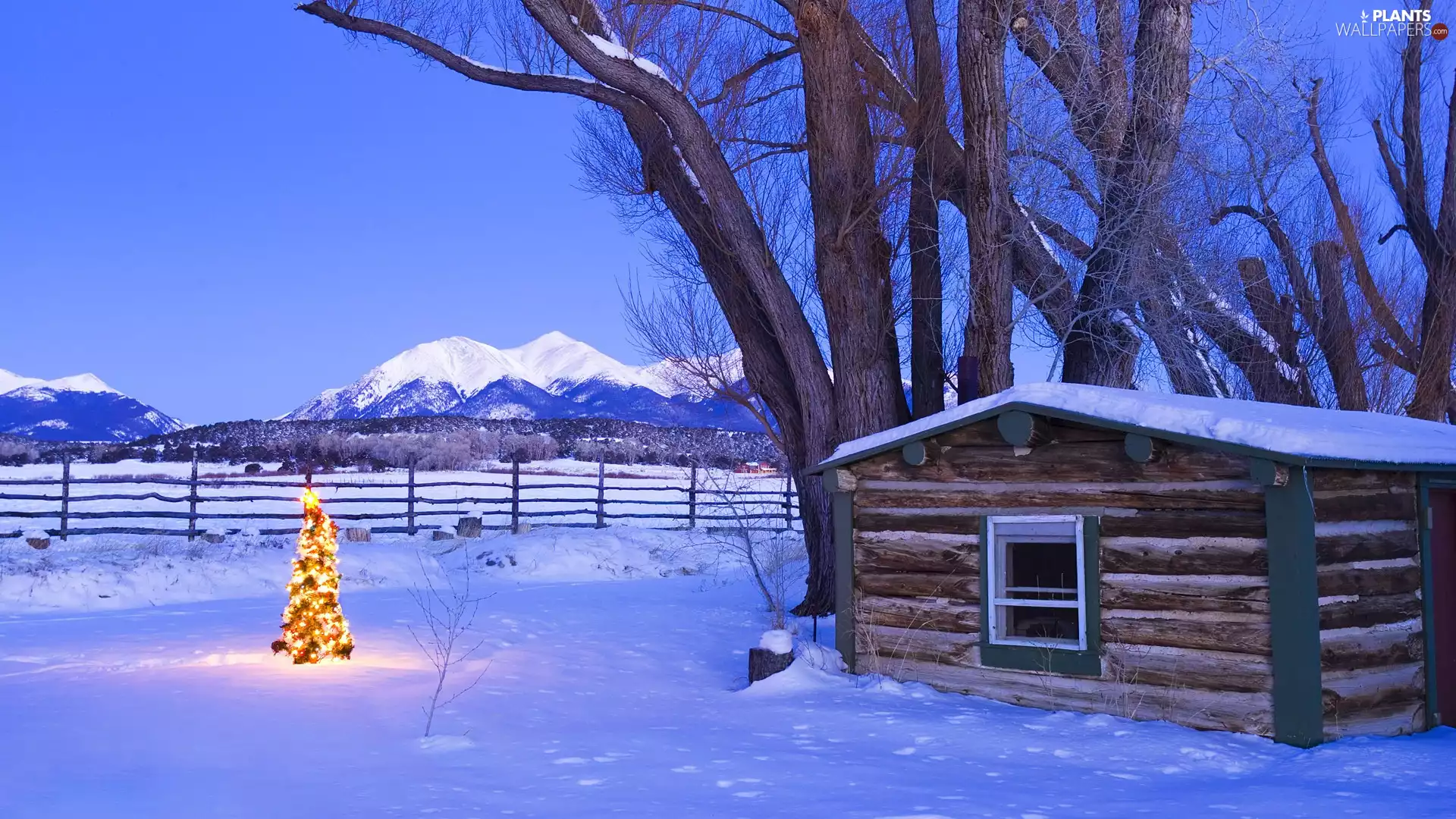 Mountains, winter, viewes, christmas tree, trees, Cottage