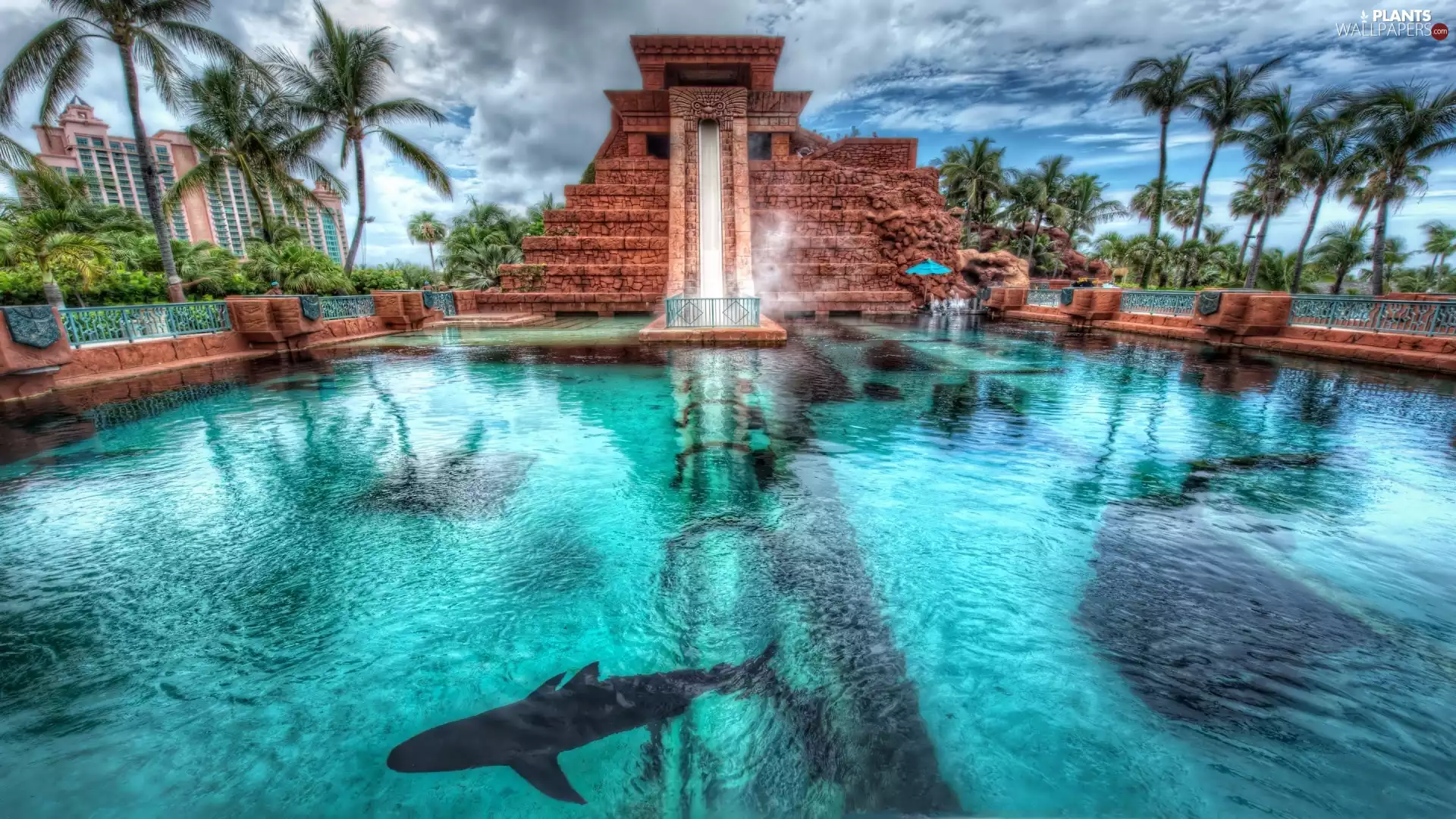 underwater, Pool, Palms, chute
