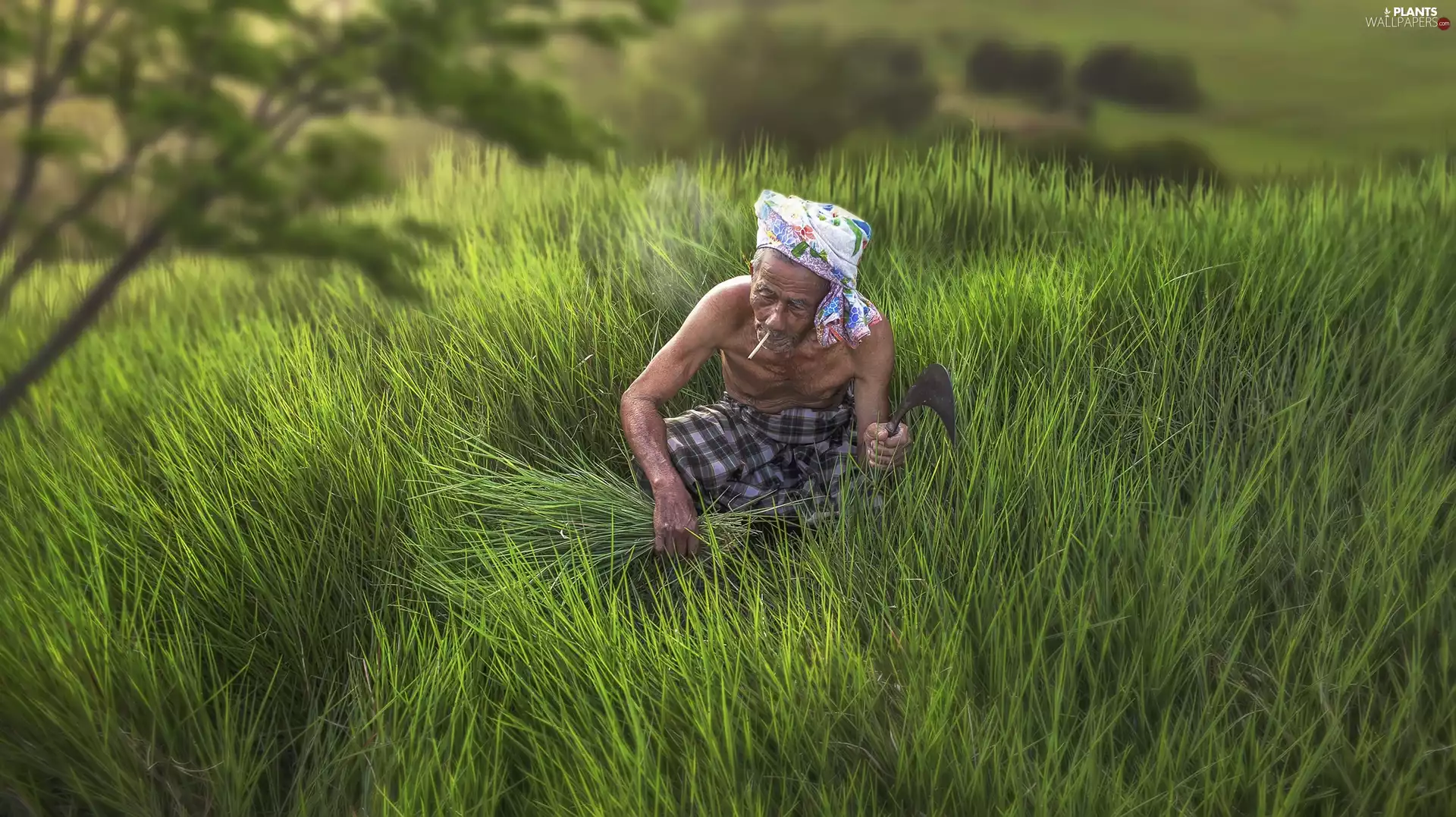 Cigarette, scarf, blur, grass, viewes, a man, Elder, trees
