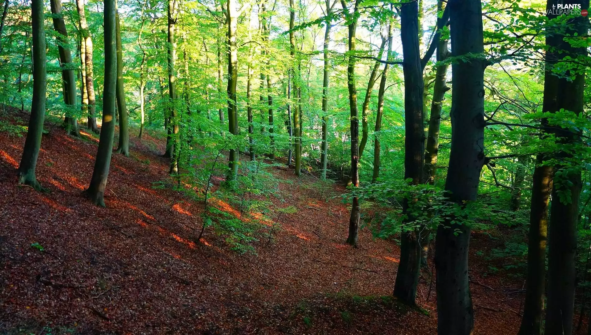 Gdańsk, Poland, Tri-City Landscape Park, Oliwa Forest, Plants, green, trees, viewes, nature