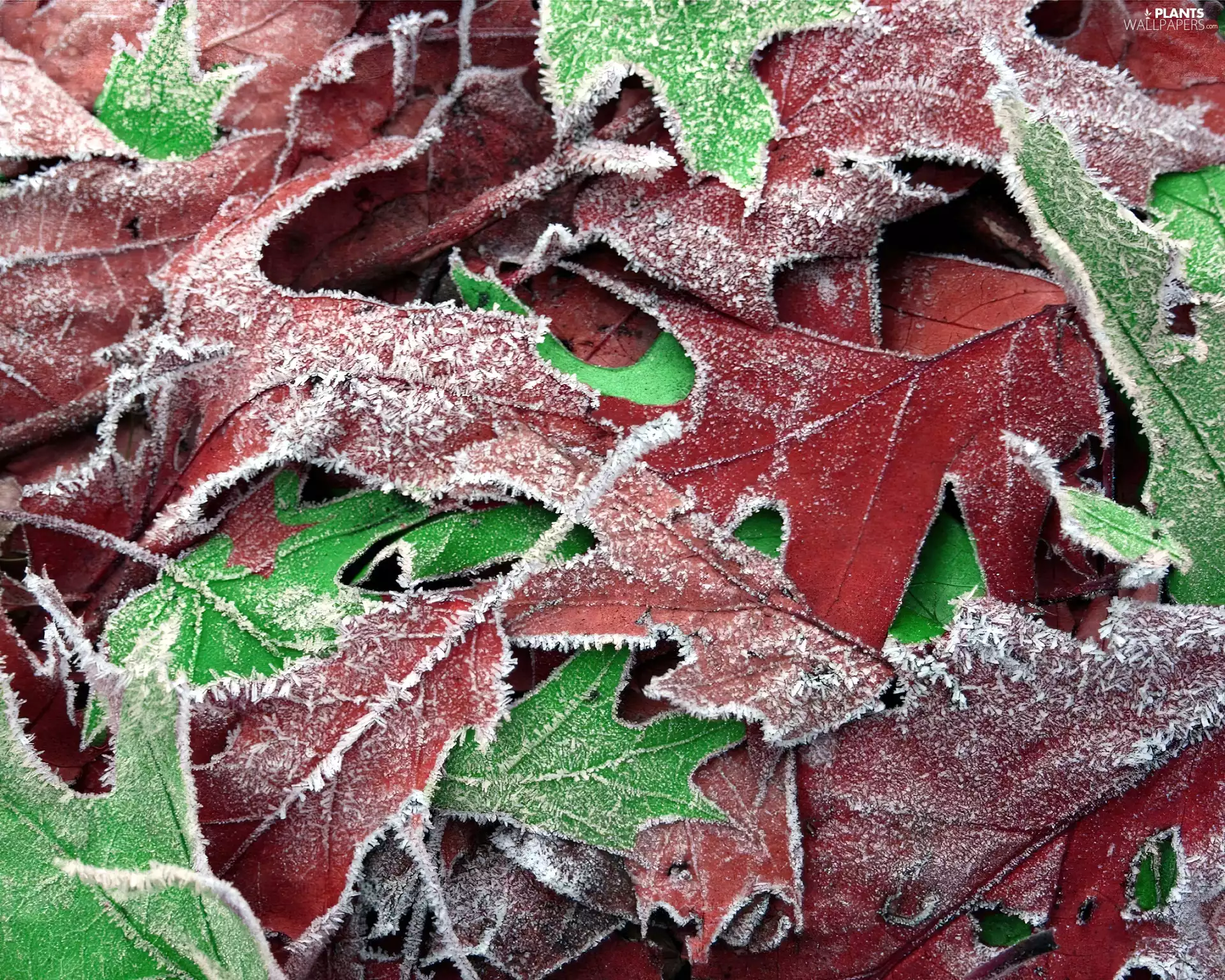 Leaf, green ones, claret