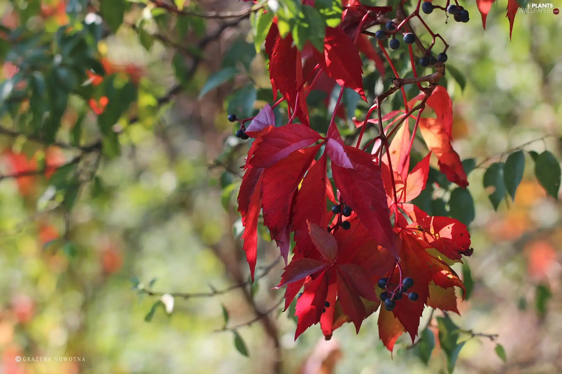 Woodbine, Leaf, climber, Red