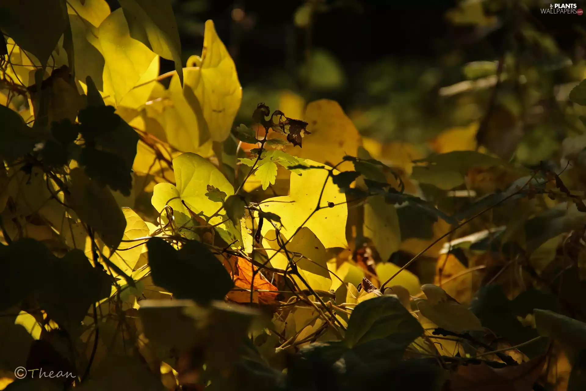 Climbers, Yellow, Leaf