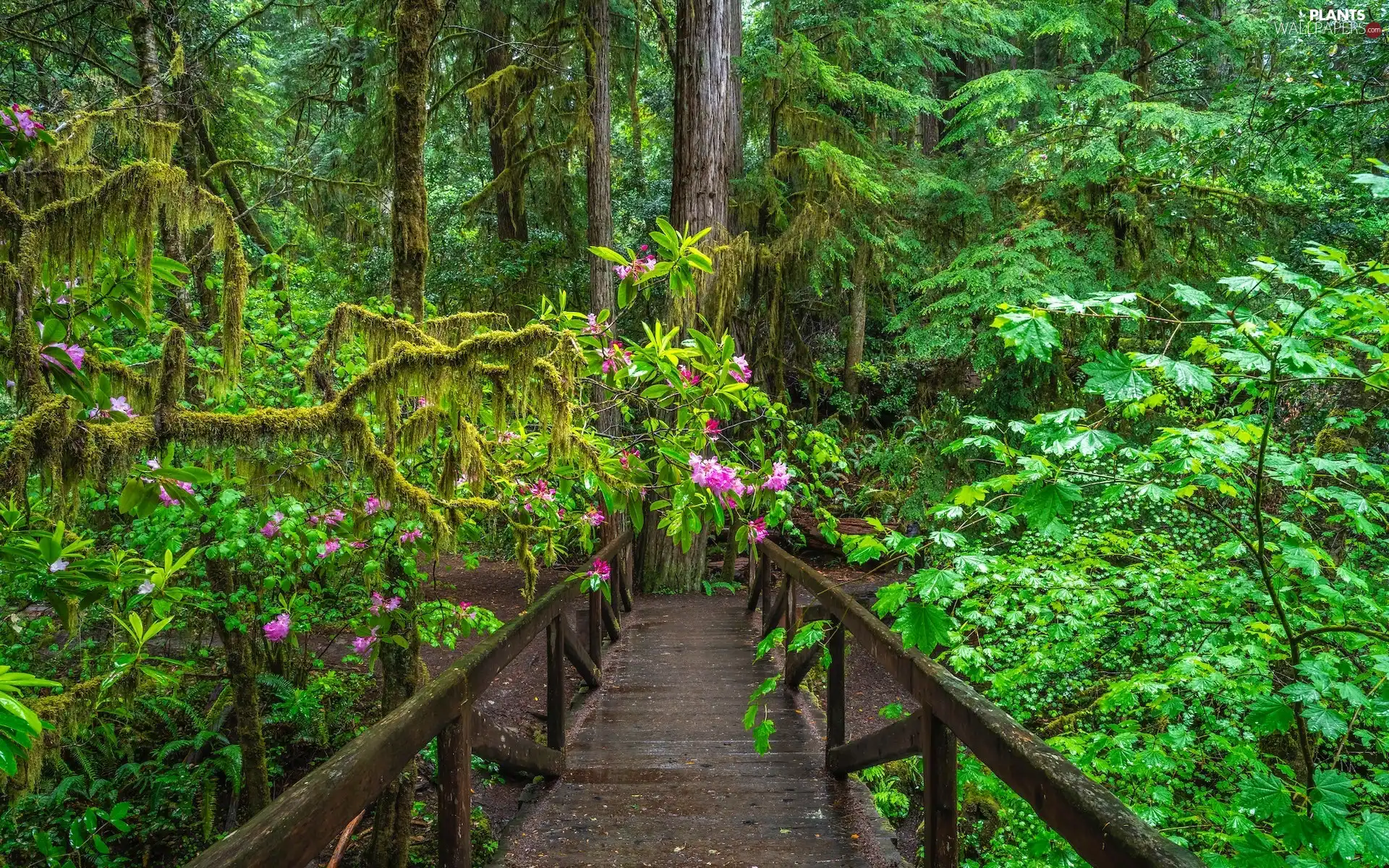 trees, The United States, forest, viewes, rhododendron, Climbers, bridge, Redwood National Park, California, wooden, redwoods