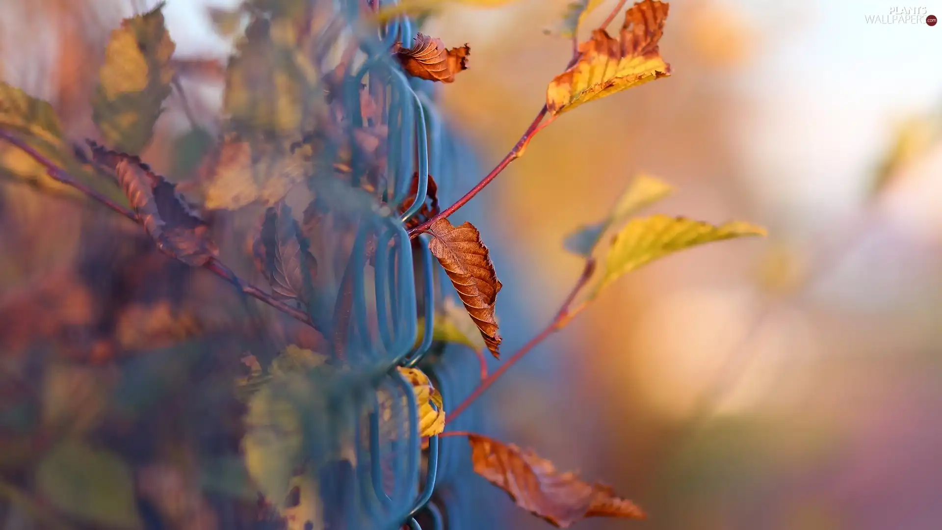 Autumn, fence, Close, Leaf