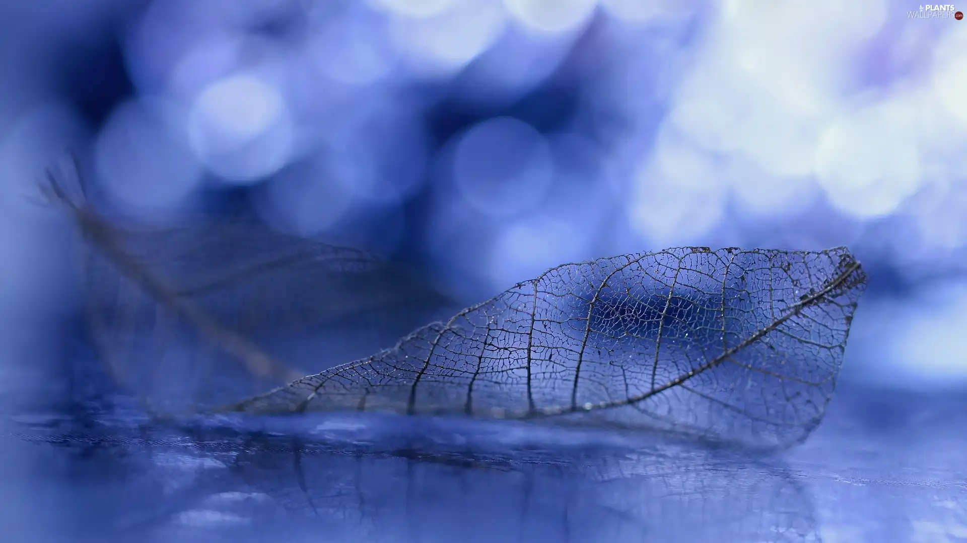 blue background, leaf, Close