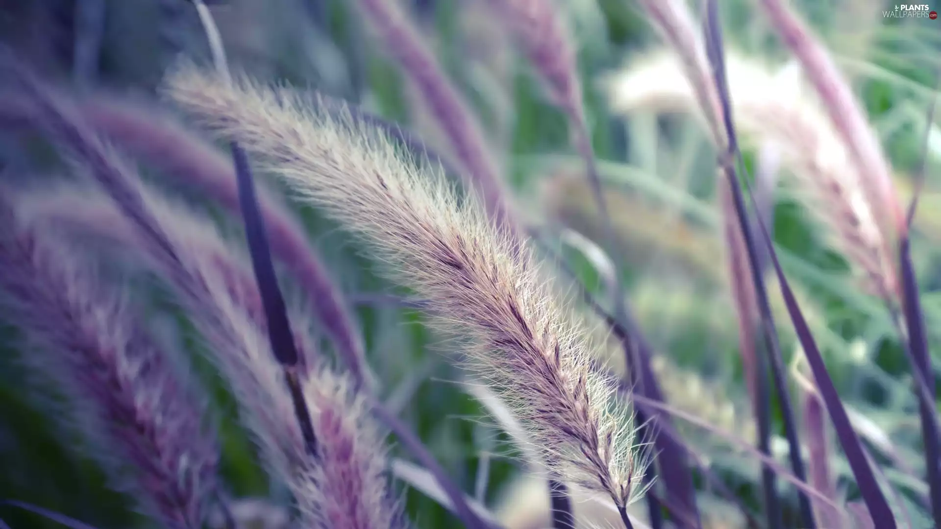 Close, grass, blades