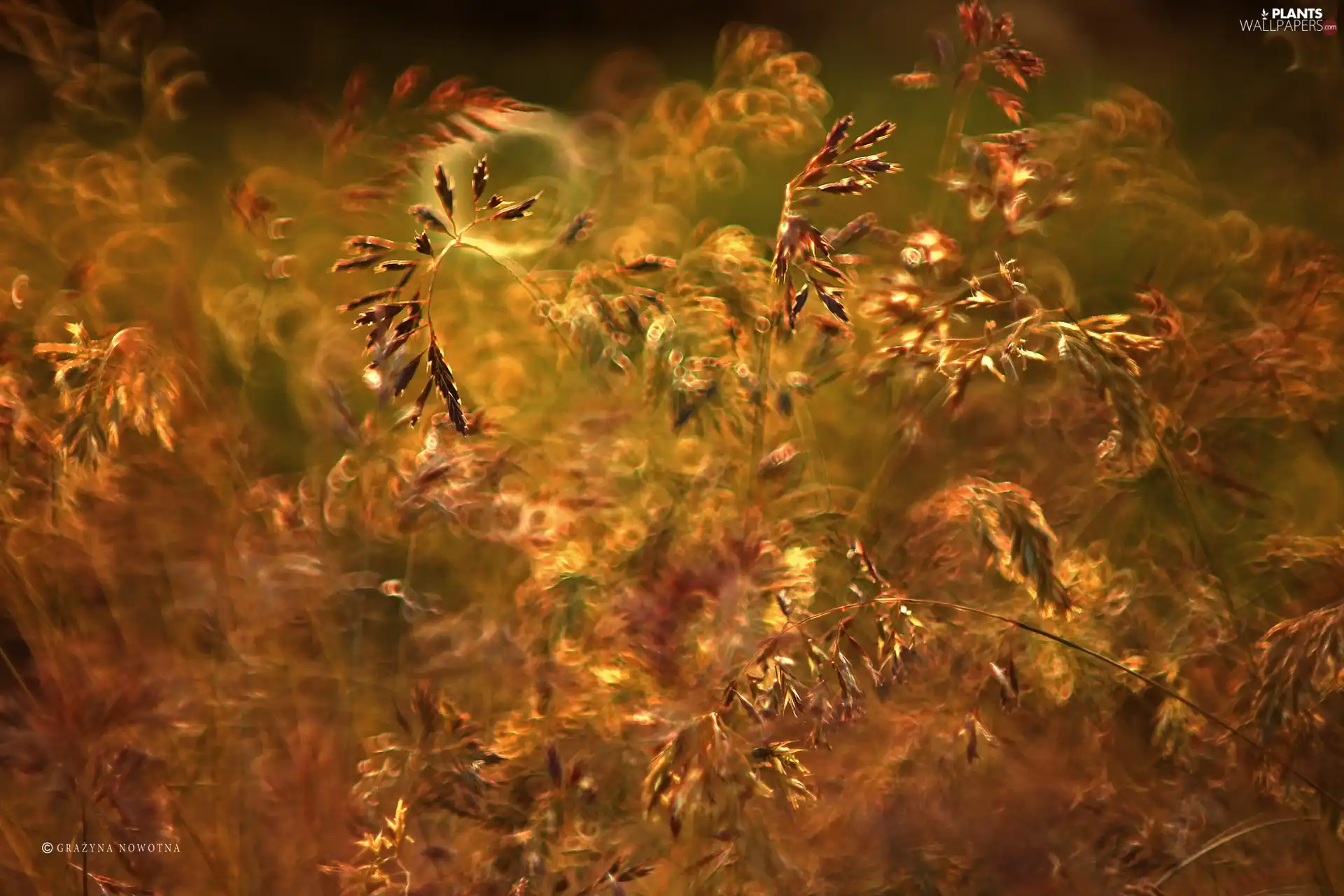 Close, grass, blades