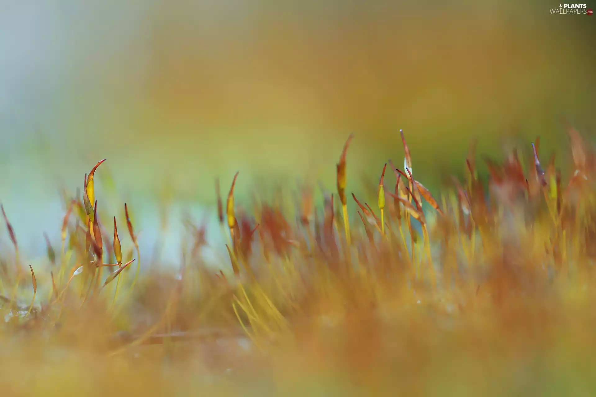 Moss, Close, blurry background, blades