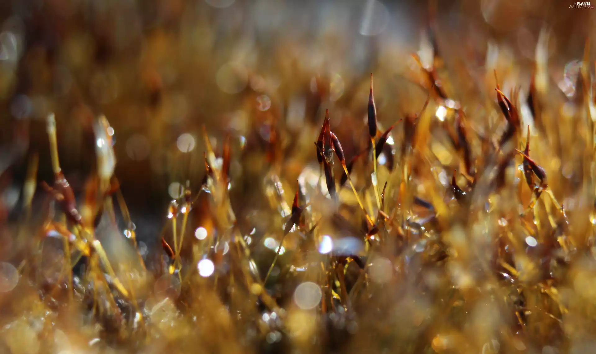 Close, Moss, Bokeh