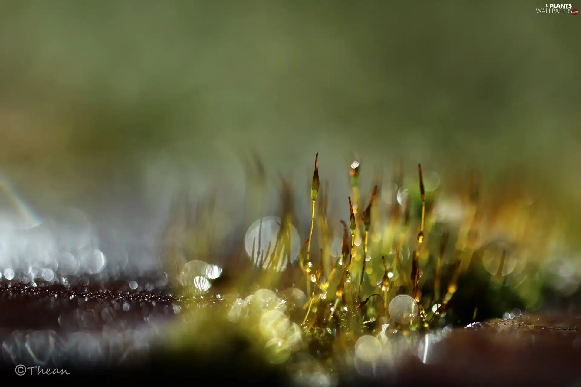 Close, Bokeh, lichens, blades, mosses