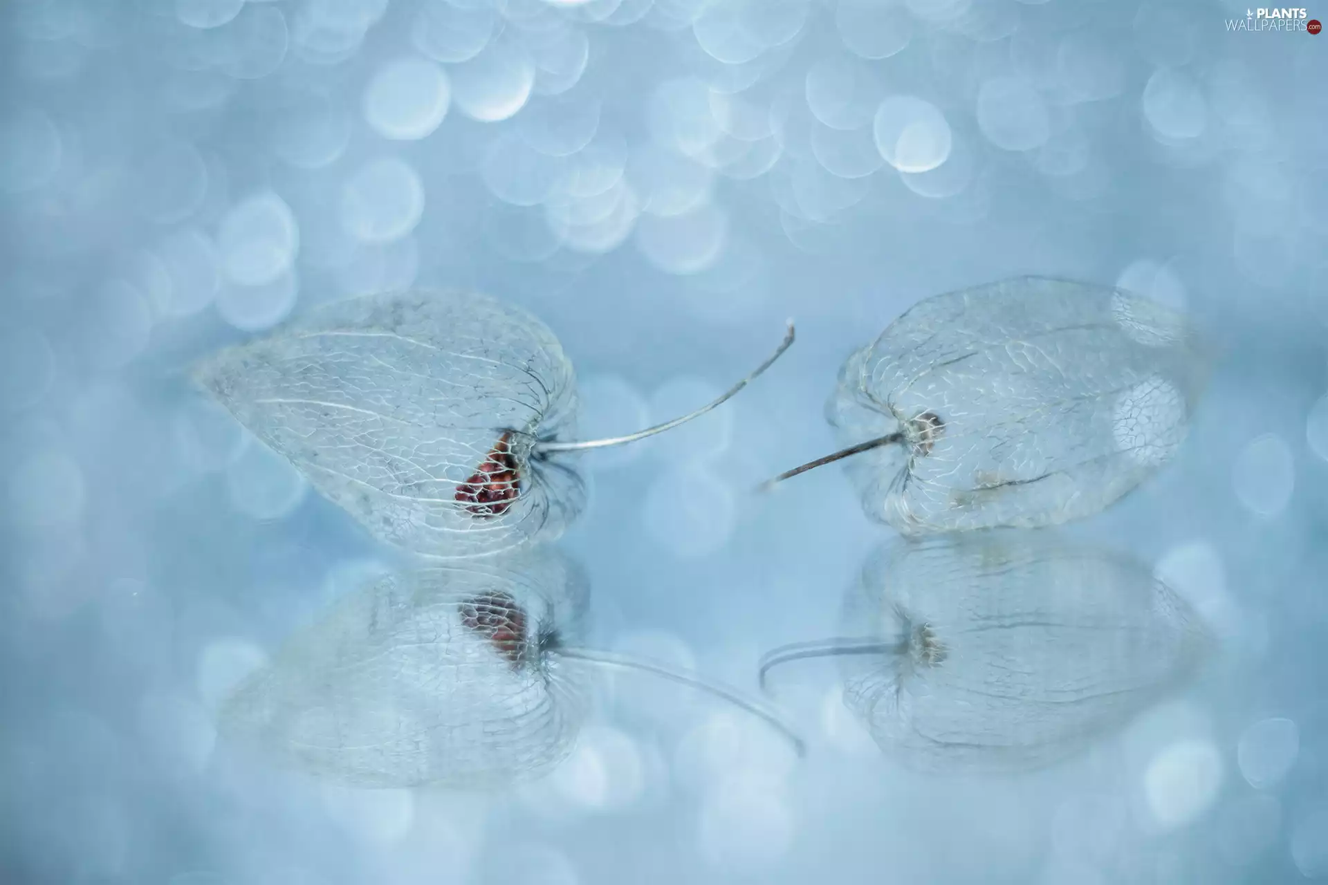 Close, Tomatillo, Bokeh