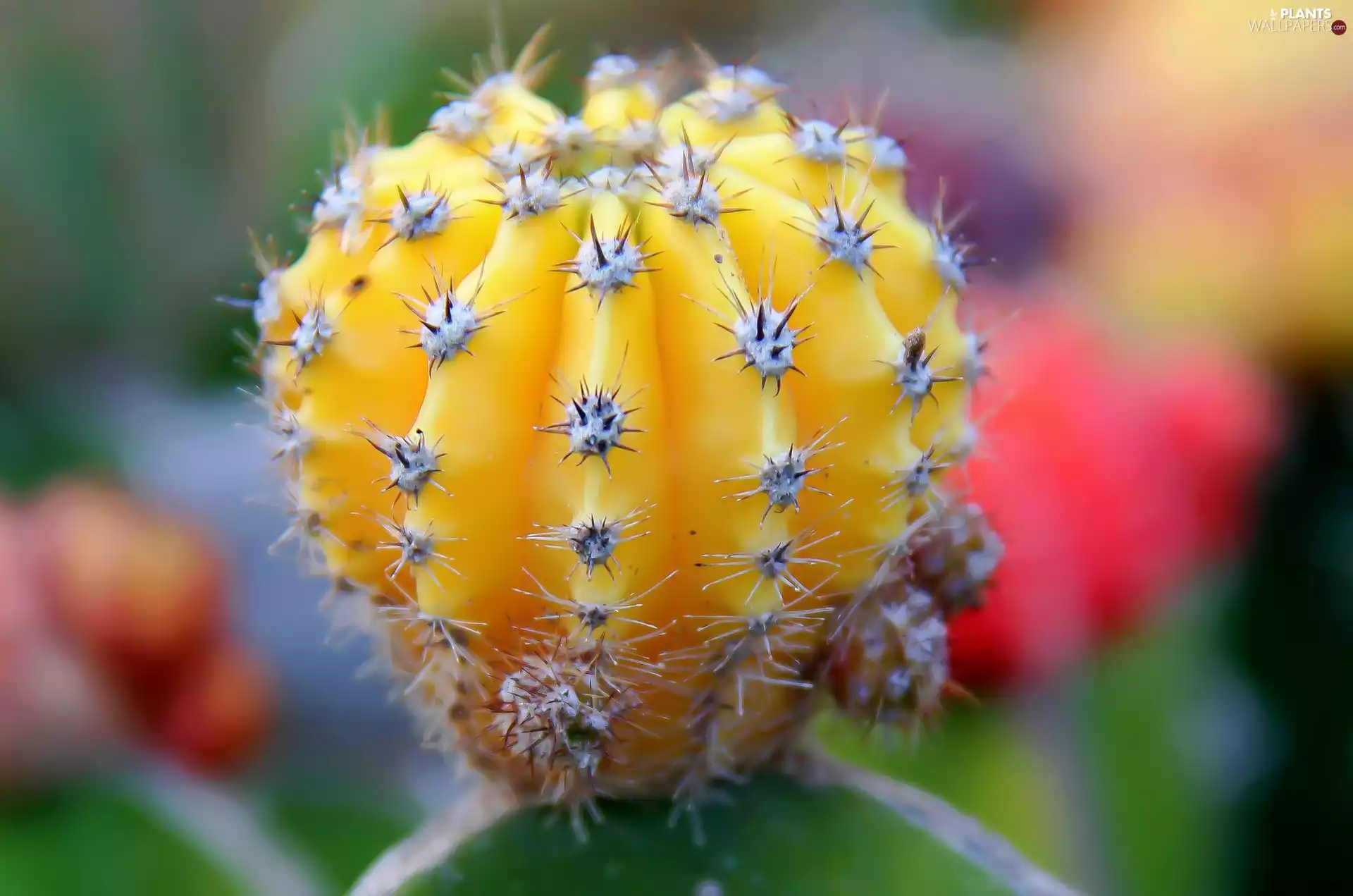 Close, Yellow, Cactus