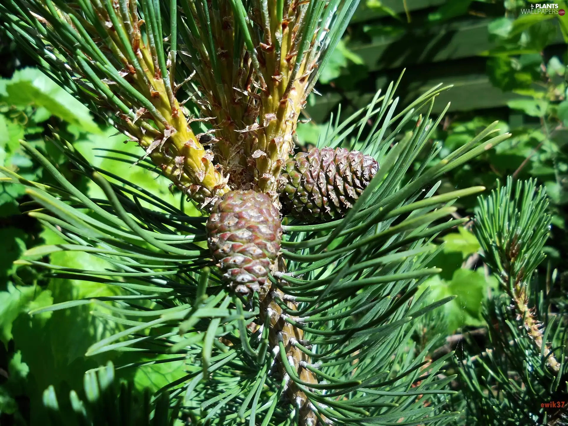 Close, pine, cones