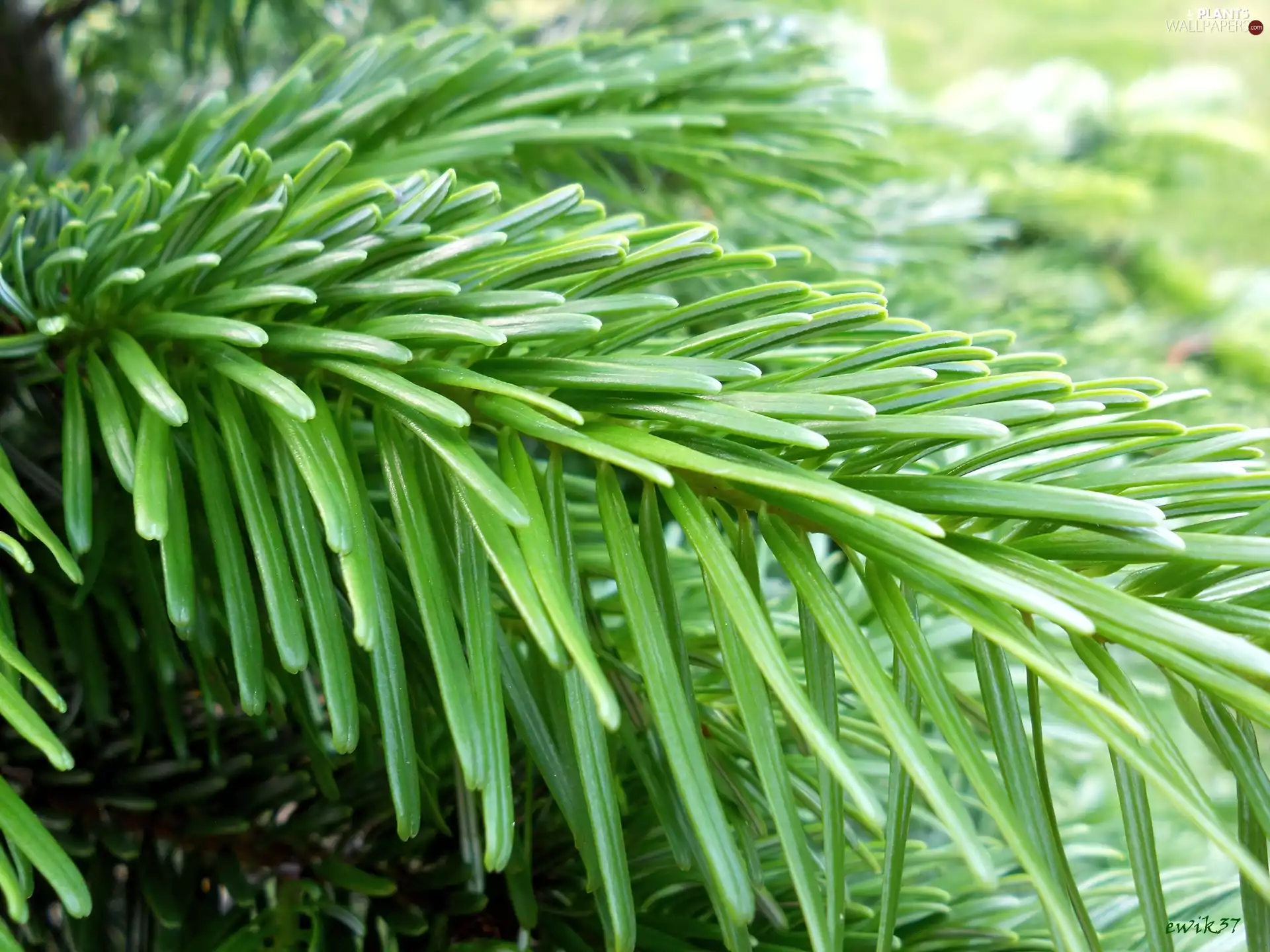 Close, twig, conifer