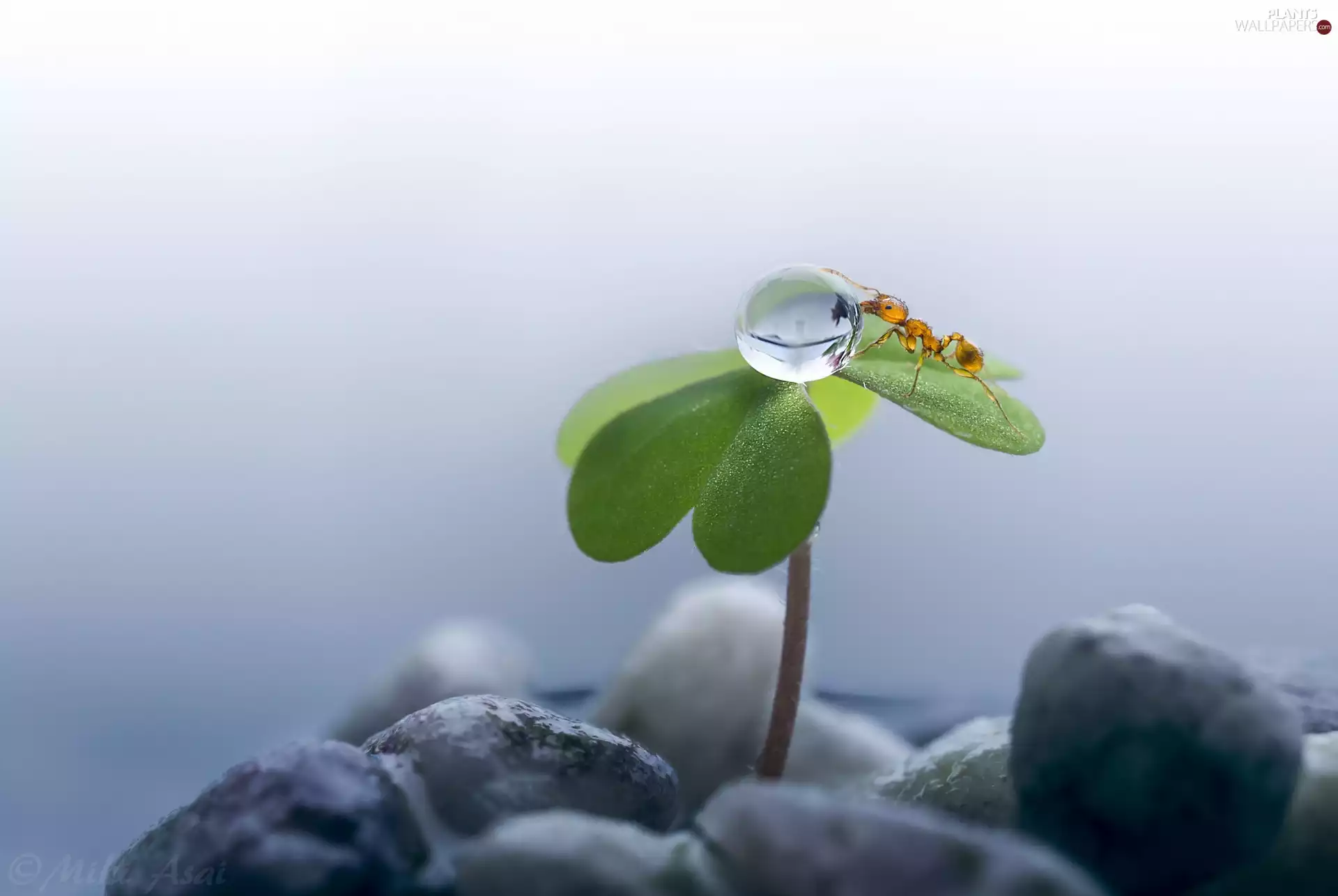 Pebble, Close, drop, ant, clover