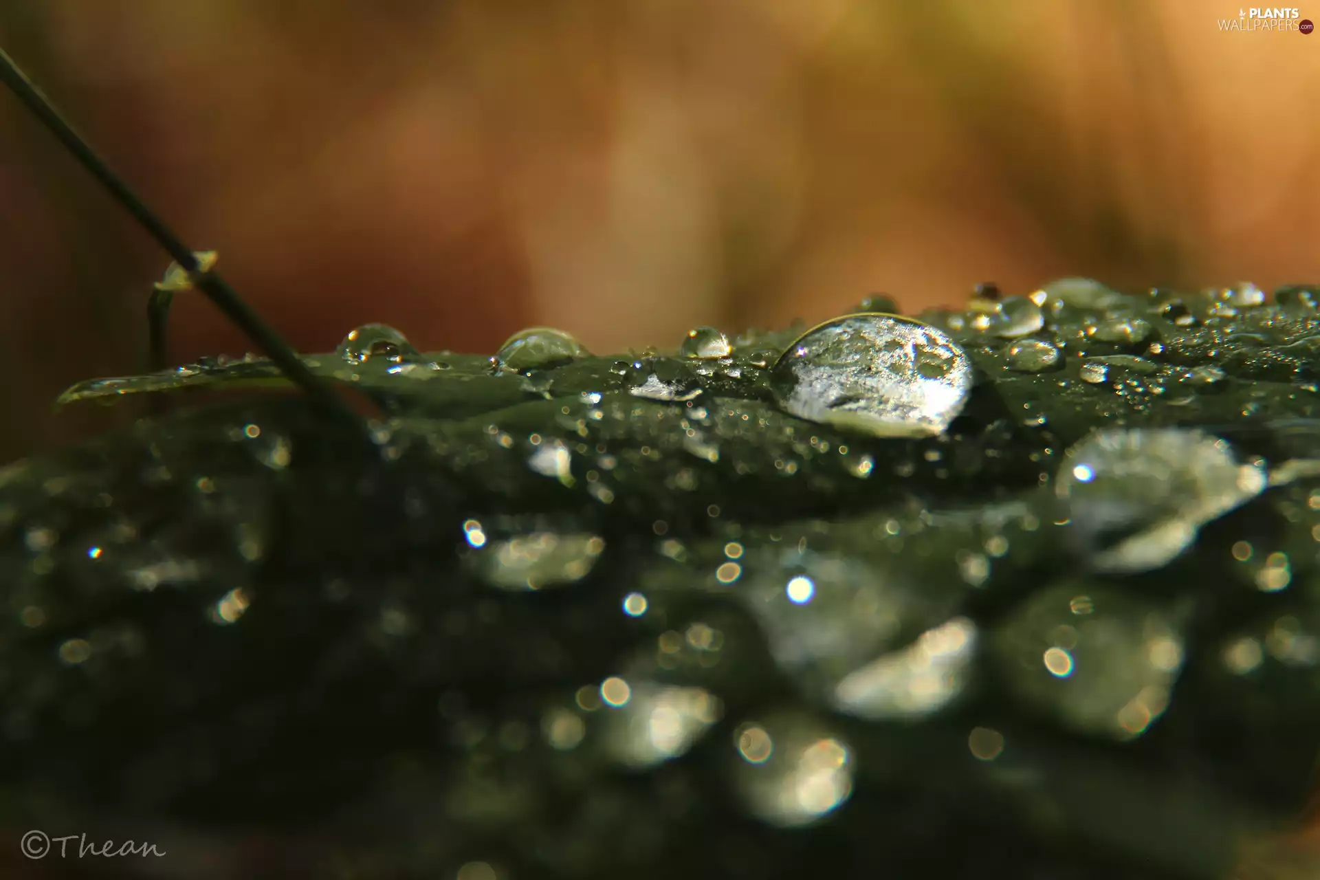 Close, leaf, drops