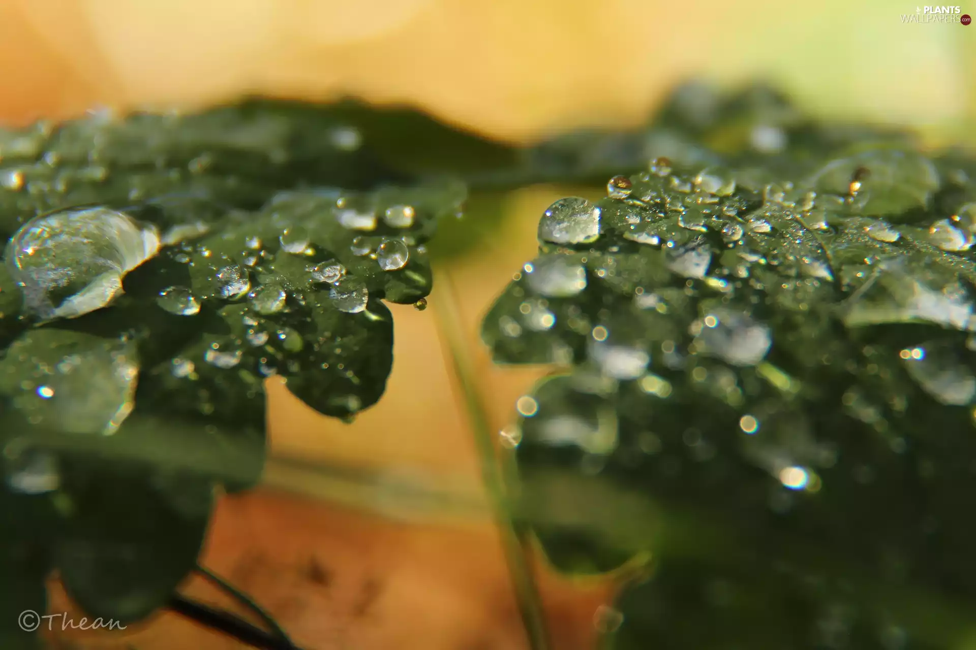 Close, leaf, drops
