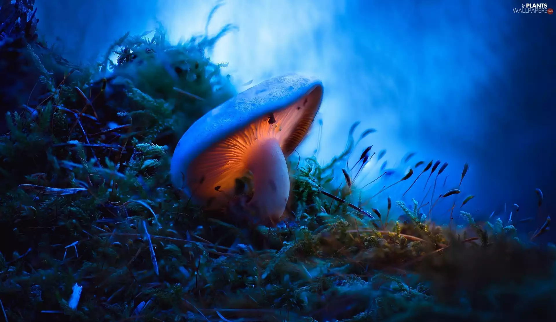 ligh, Moss, flash, Close, Mushrooms, sun, luminosity