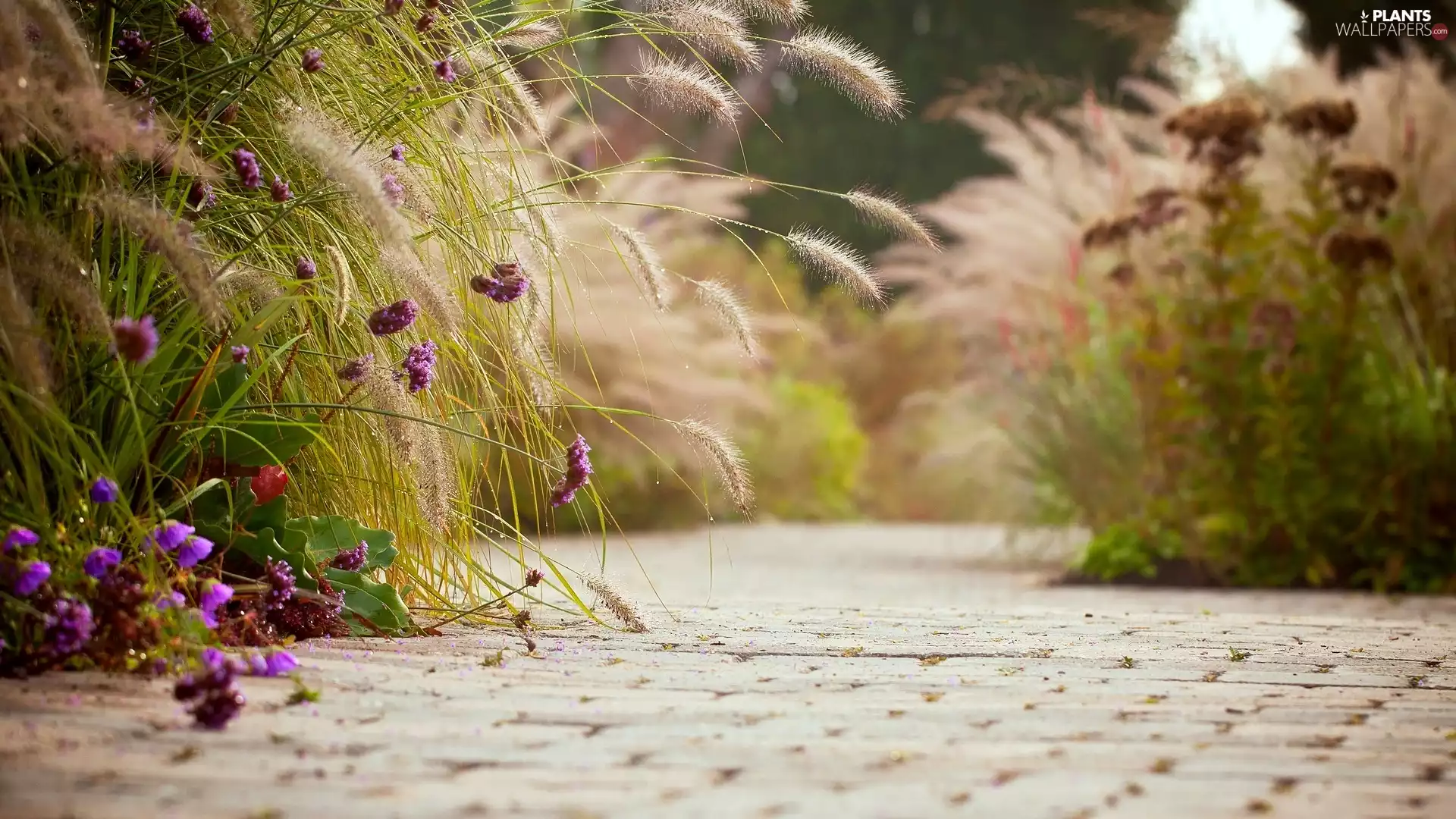 Ears, purple, Pavement, Close, grass, Flowers