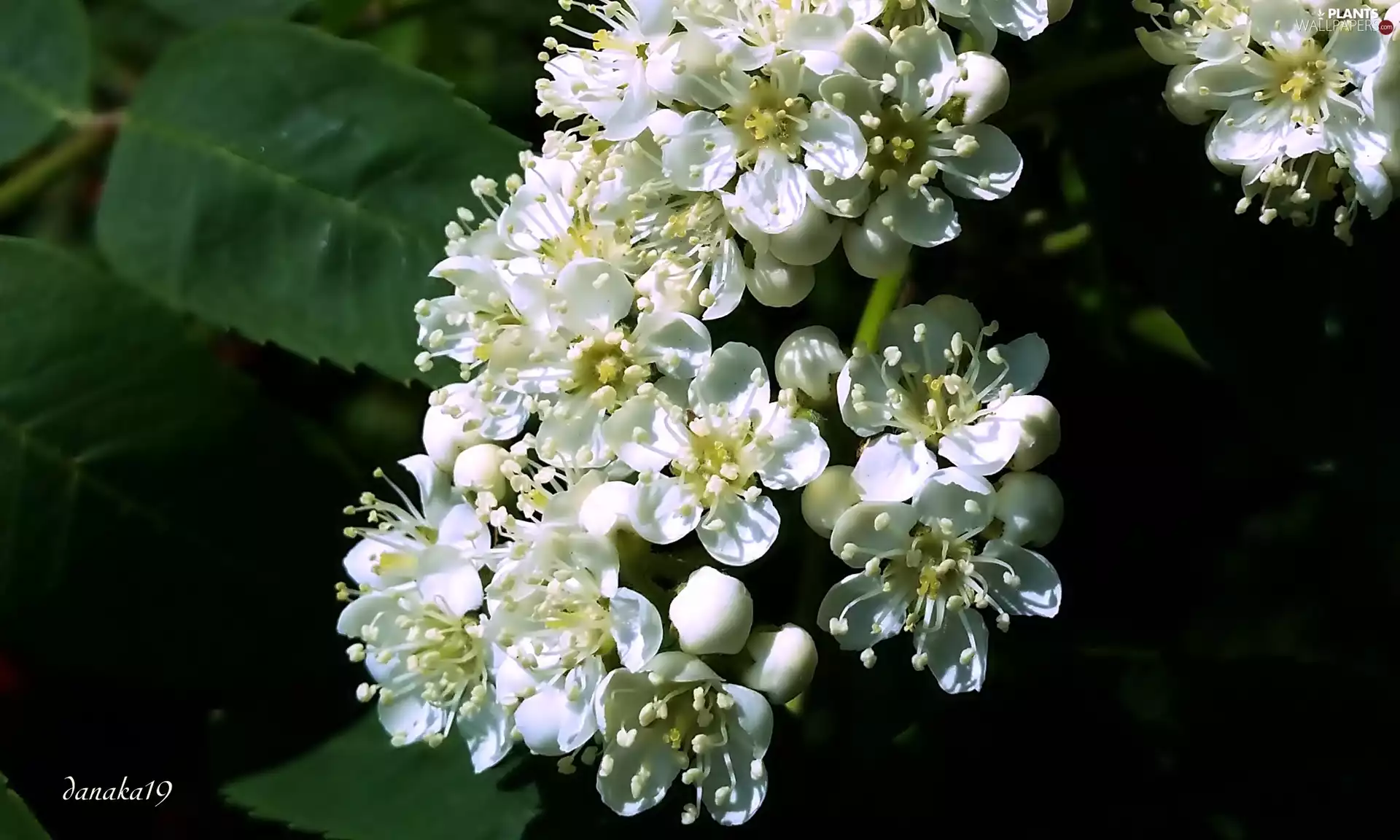 Spring, Close, Flowers, rowan, White