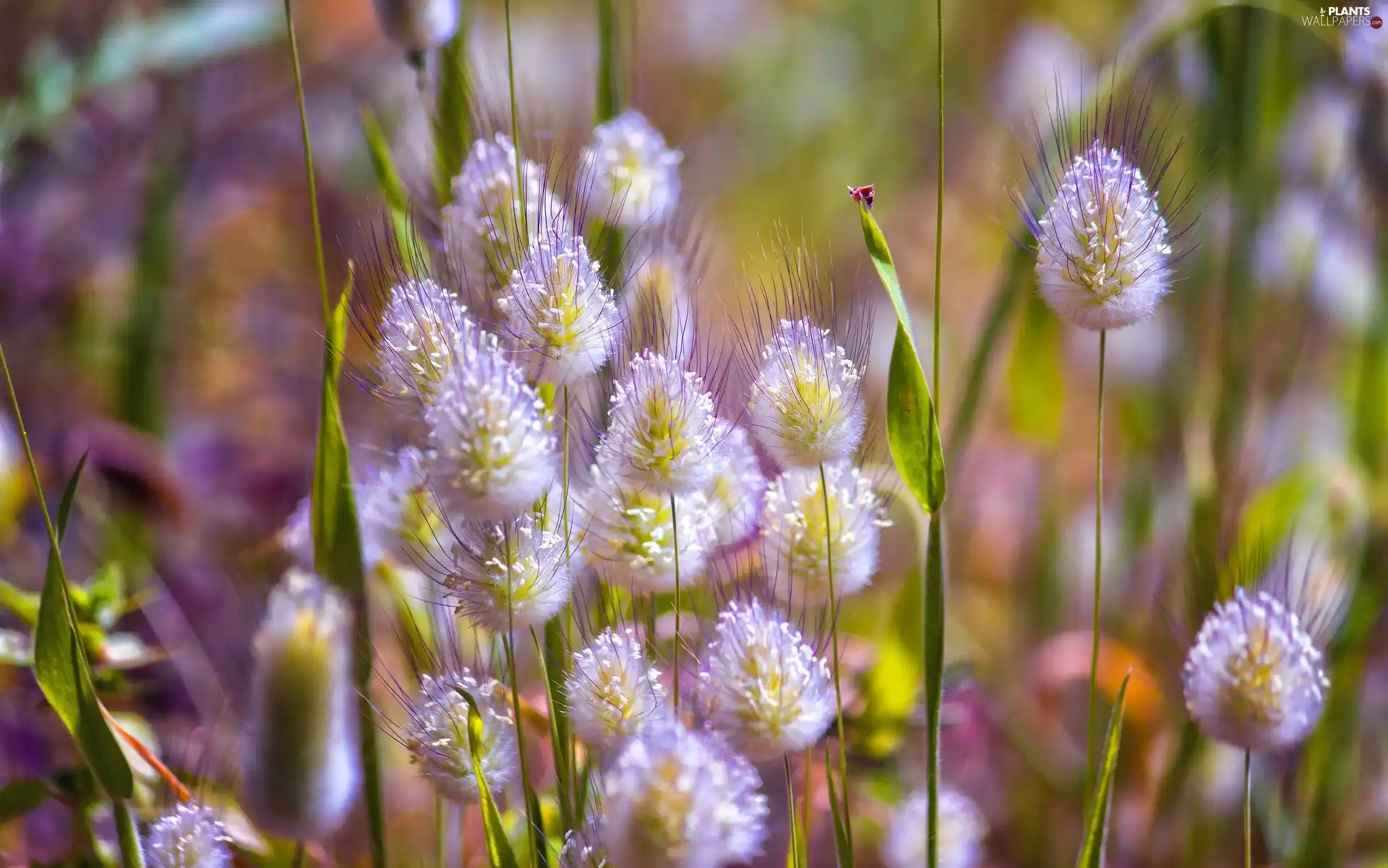 Close, grass, inflorescence